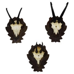 Set of Three Vintage Chamois Trophies on Carved Plaques, Germany