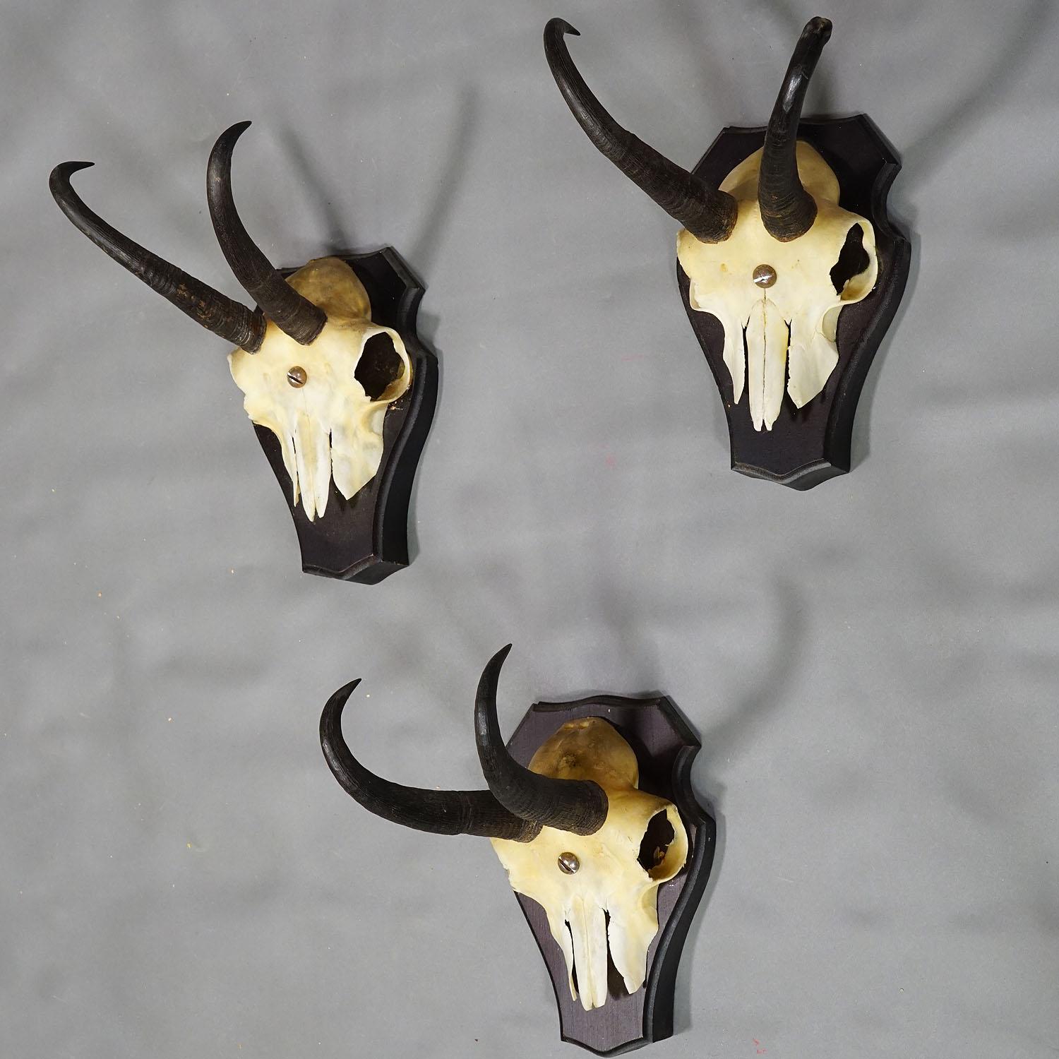 Rustic Set of three Vintage Chamois Trophies on Wooden Plaques, Germany ca. 1970s For Sale