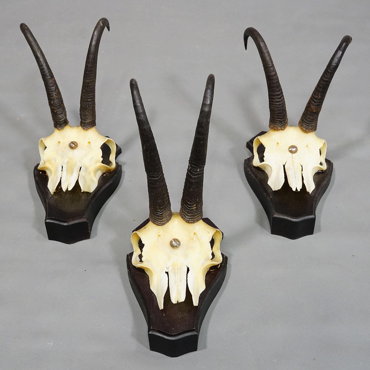 20th Century Set of three Vintage Chamois Trophies on Wooden Plaques, Germany ca. 1970s For Sale