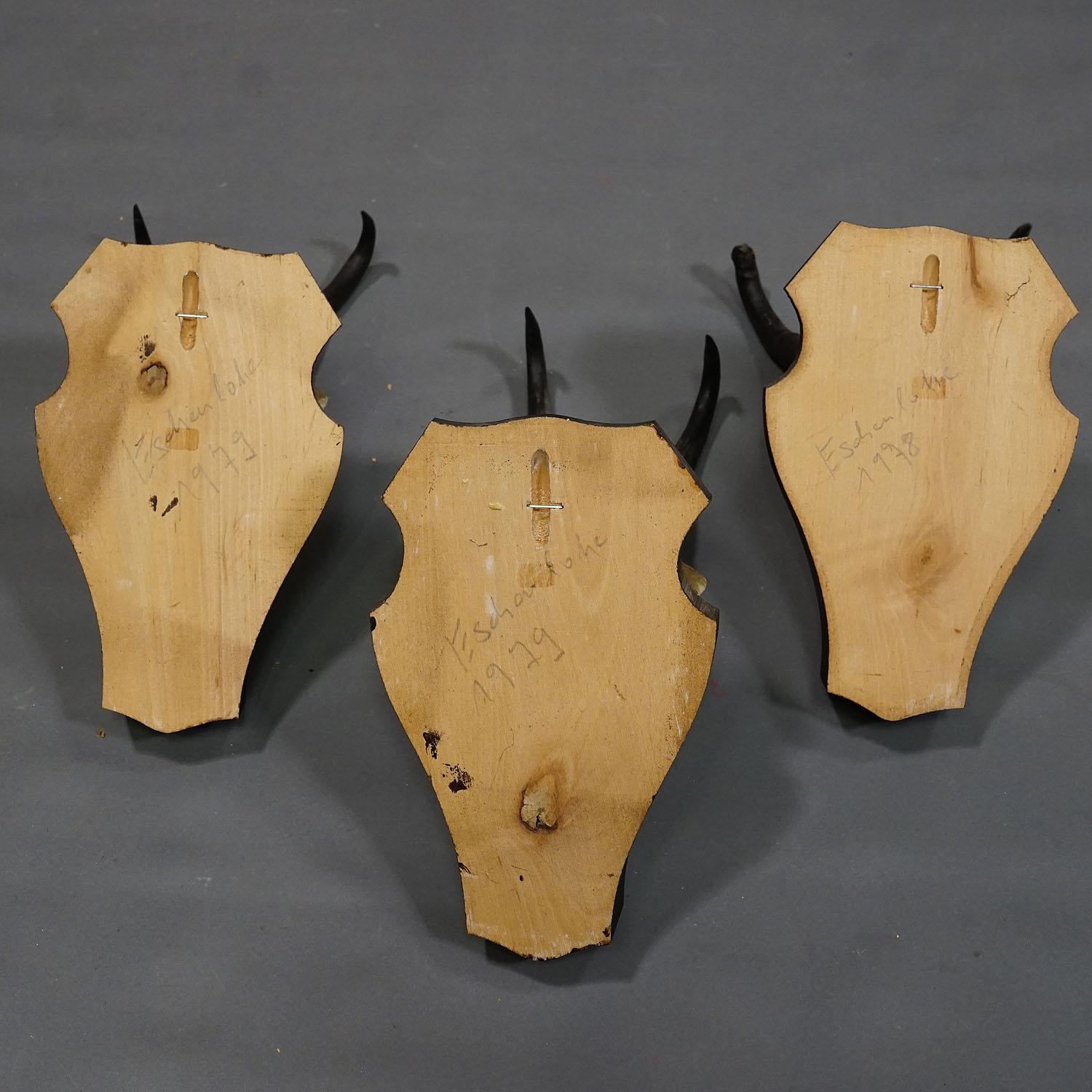 Antler Set of three Vintage Chamois Trophies on Wooden Plaques, Germany ca. 1970s For Sale