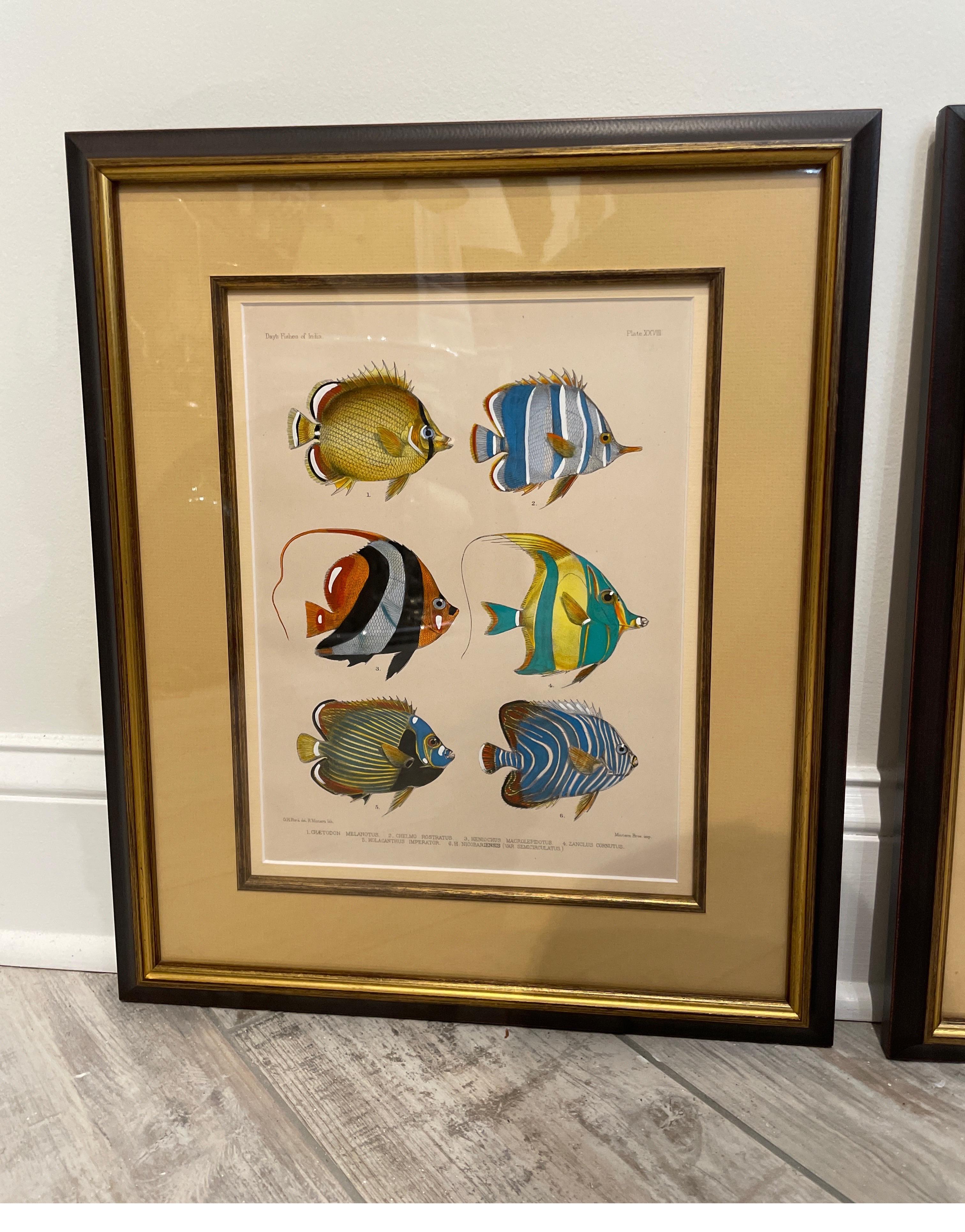 Set of three beautifully framed & matted hand colored engravings of different species of fish. The colors are vibrant & the detail is excellent.