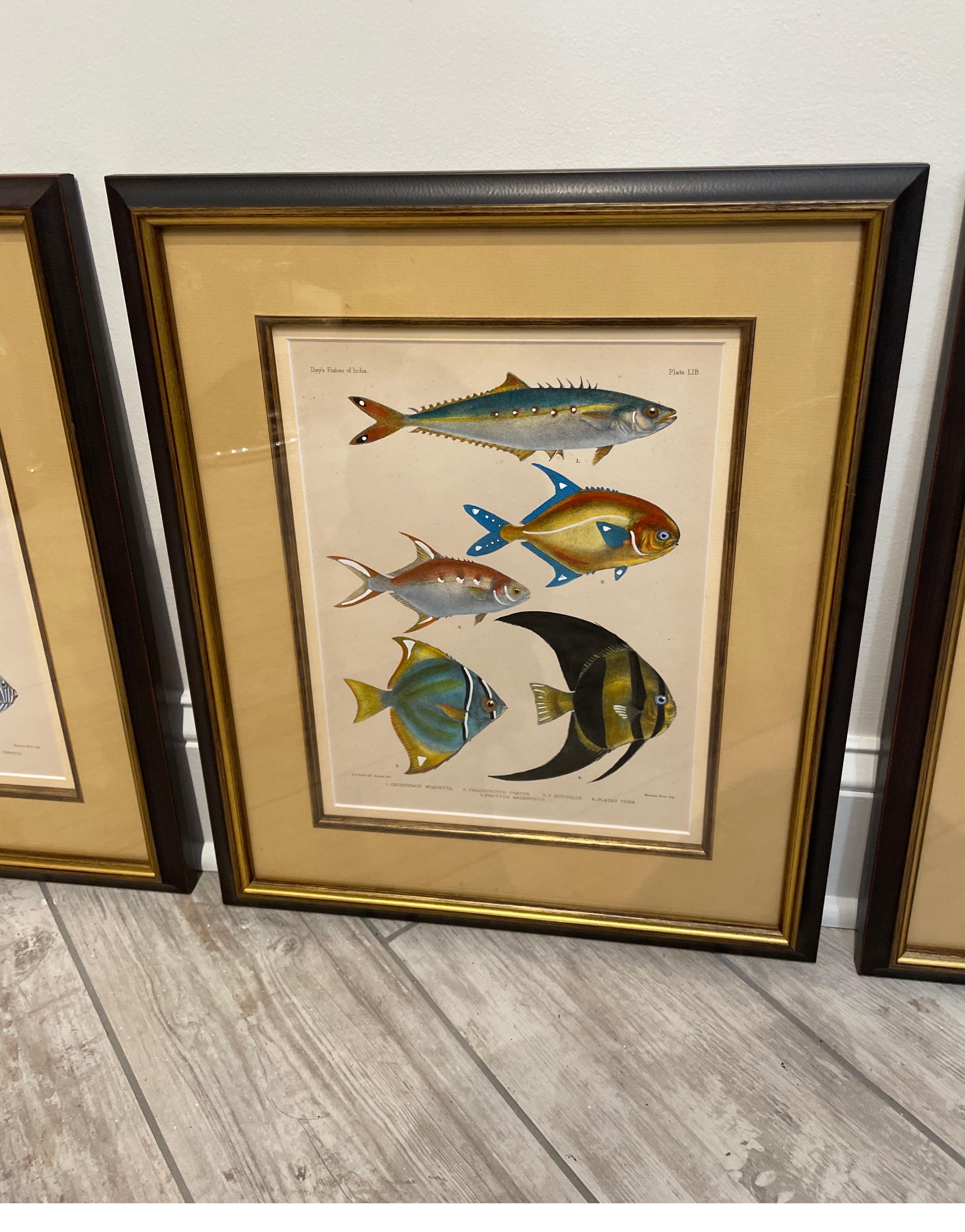 Set of Three Vintage Hand Colored Fish Species Engravings In Good Condition In West Palm Beach, FL