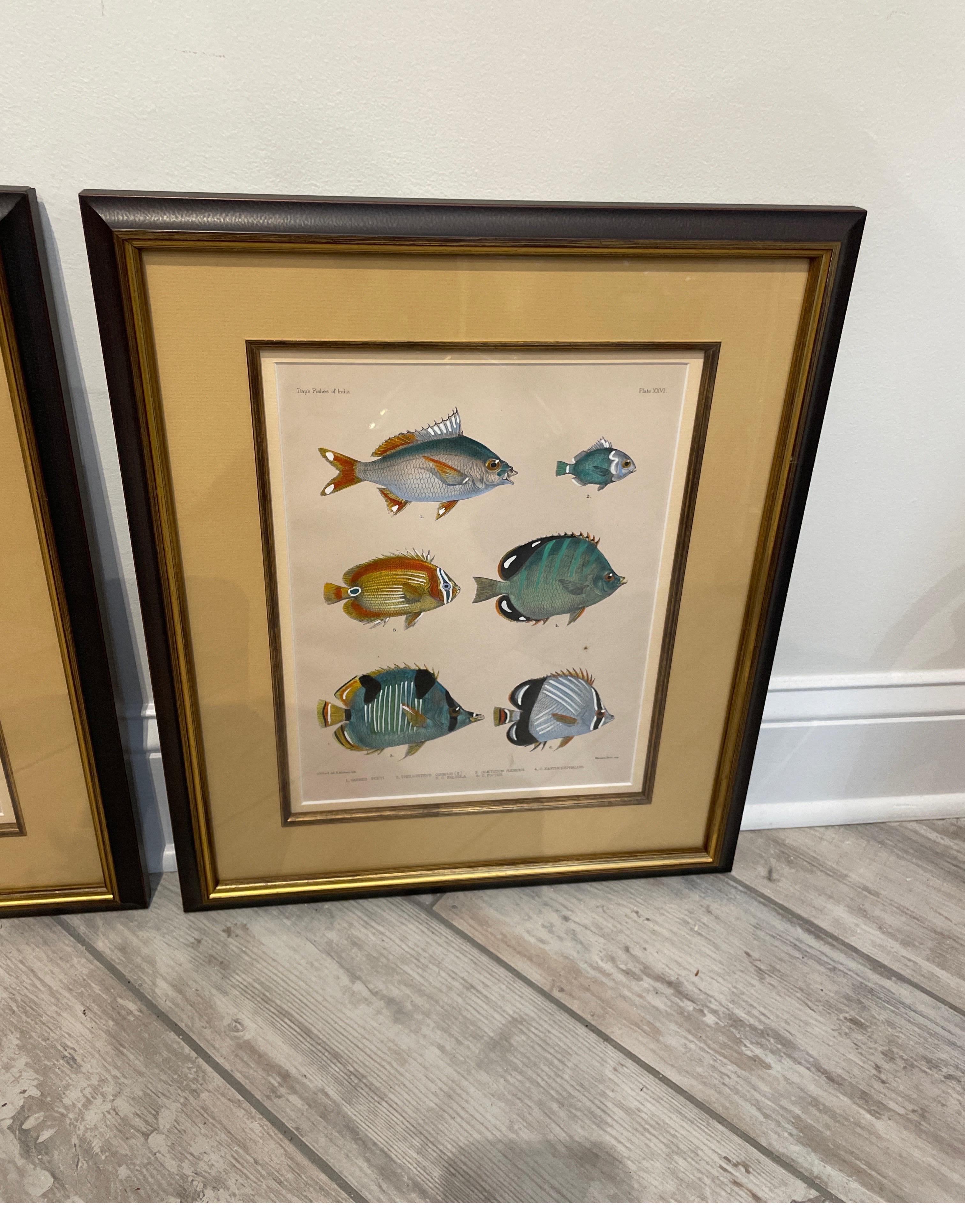 20th Century Set of Three Vintage Hand Colored Fish Species Engravings