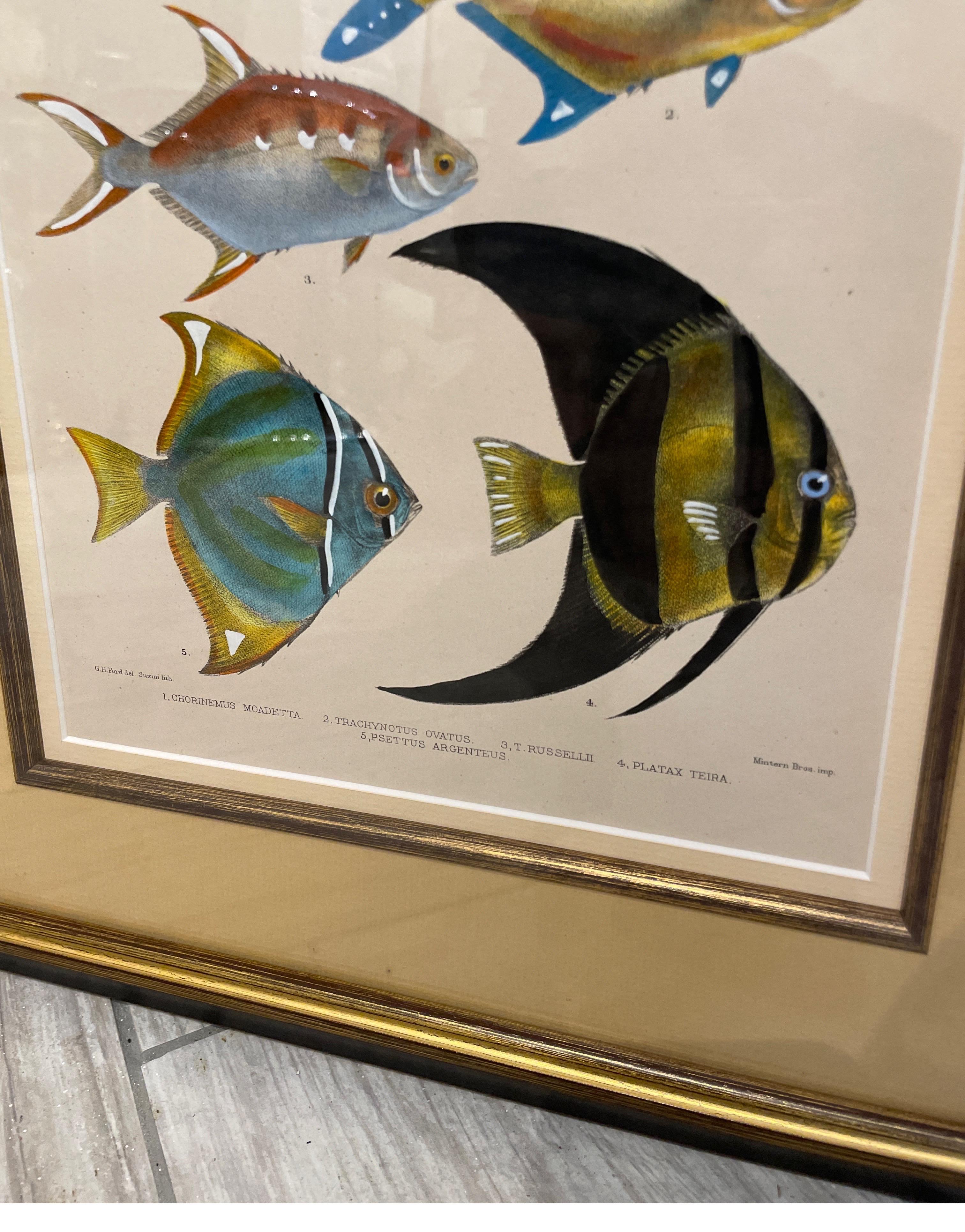 Paper Set of Three Vintage Hand Colored Fish Species Engravings