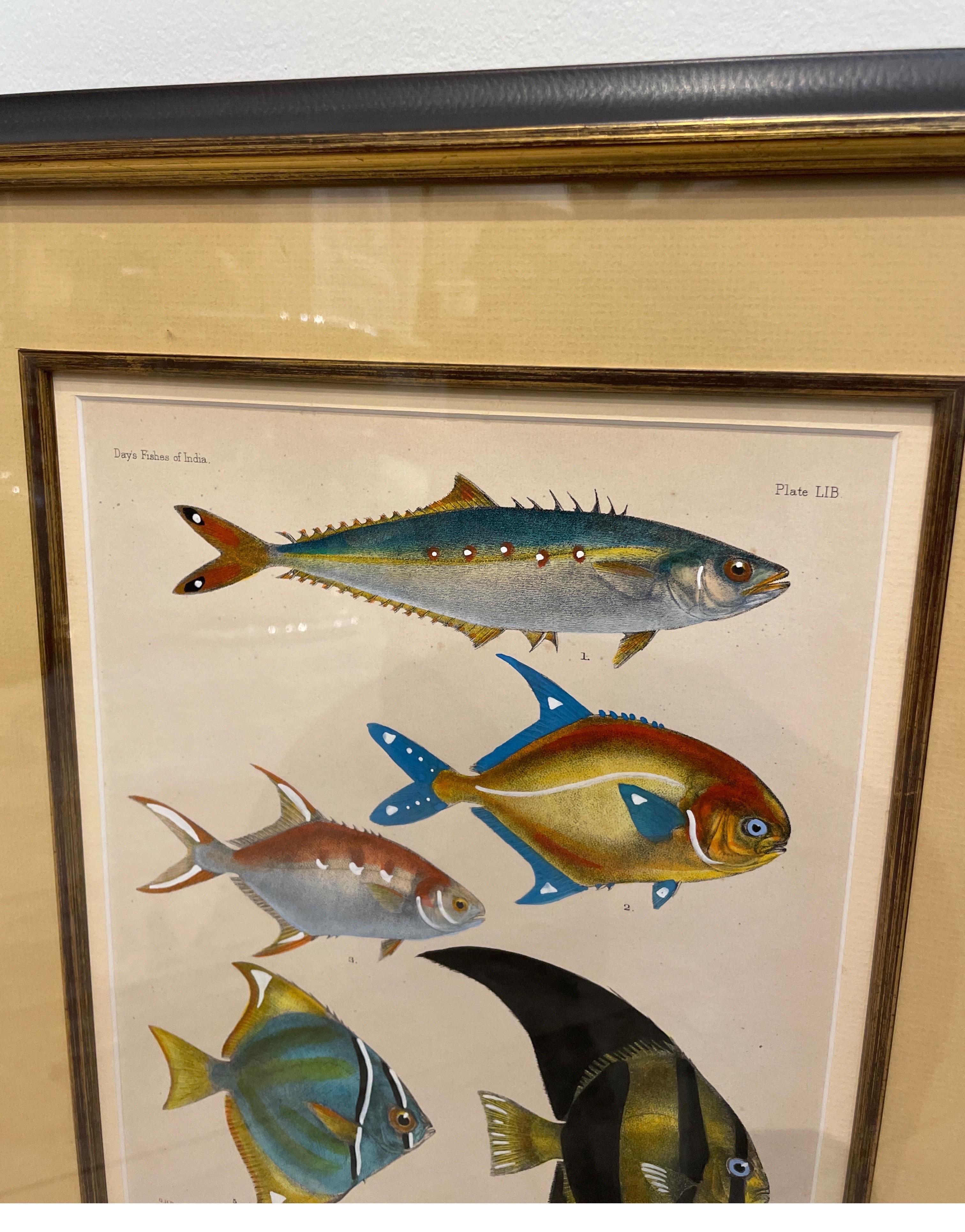 Set of Three Vintage Hand Colored Fish Species Engravings 1
