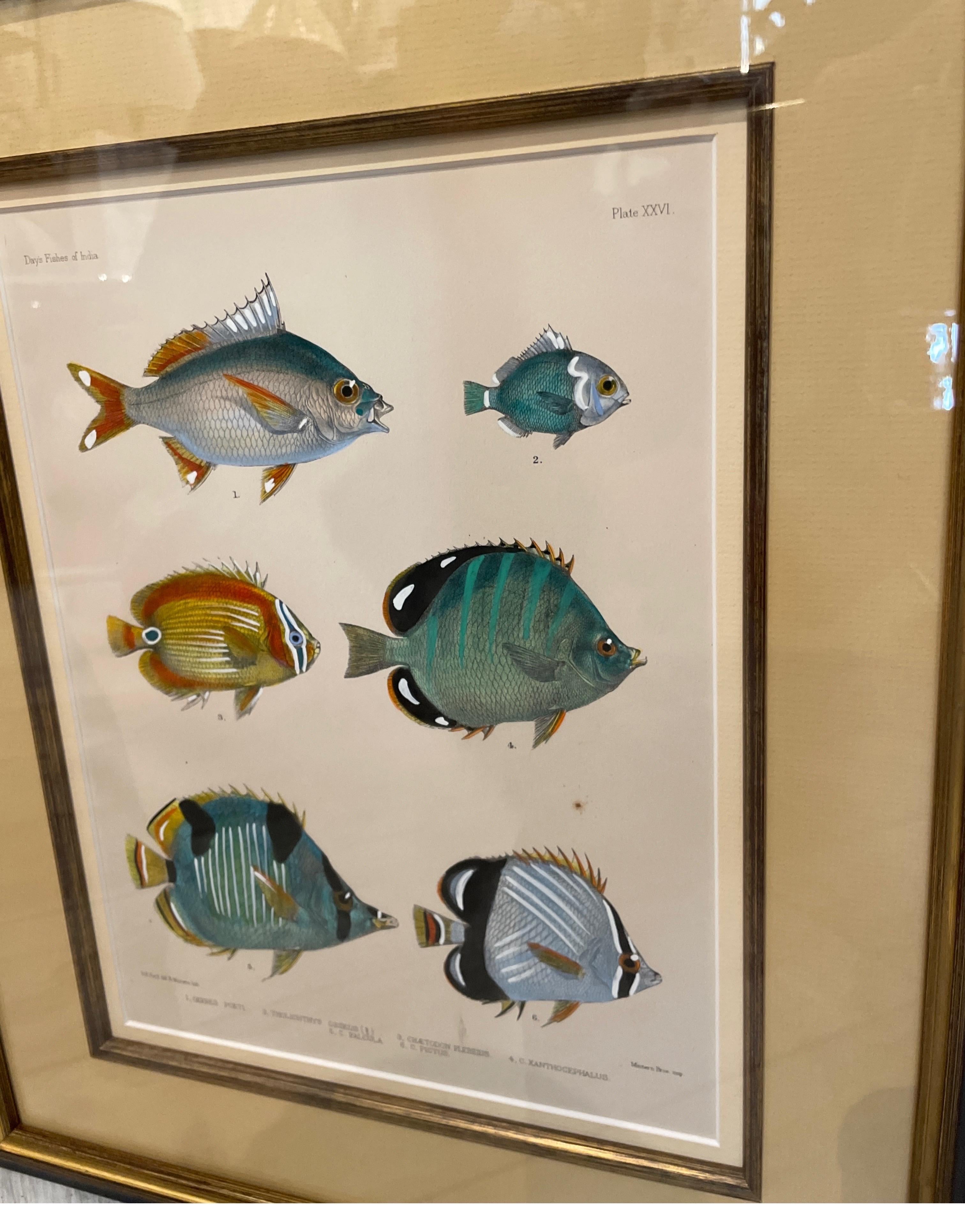Set of Three Vintage Hand Colored Fish Species Engravings 3