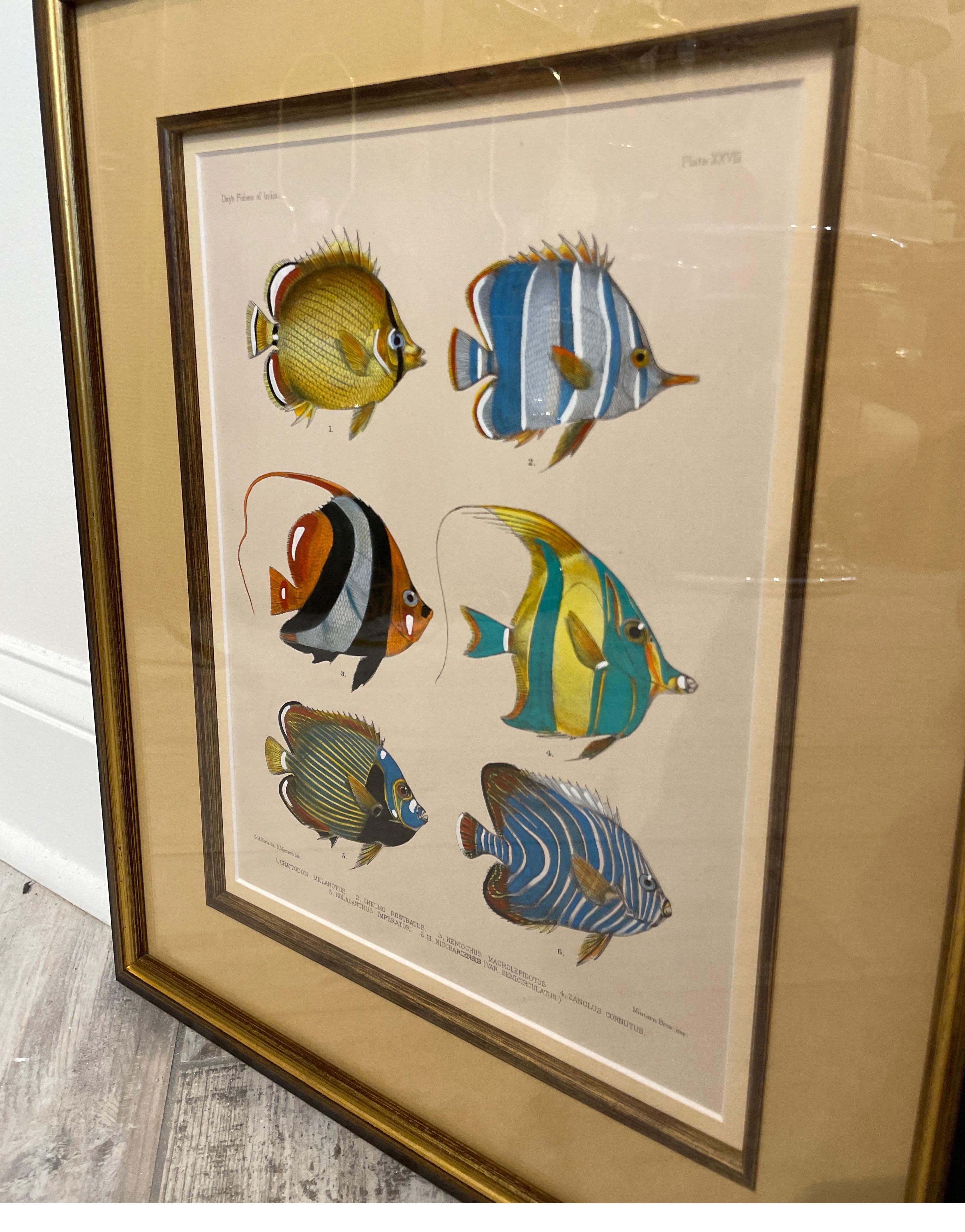 Set of Three Vintage Hand Colored Fish Species Engravings 4