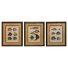 Set of Three Vintage Hand Colored Fish Species Engravings