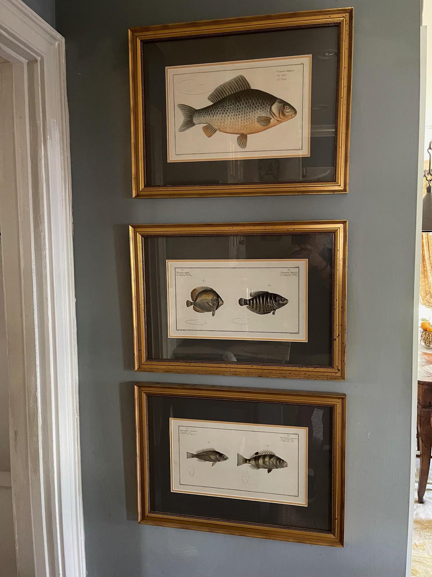 Set of three zoological copper etching plates depicting fish, hand colored, circa 1781-1795. Title: “Cyprinus Gibelio,” “Chaetadon Kleinii & Chaetadon Chinensis” and “Holocentrus Argentinus & Holocentrus Striatus”. Series: (3) from Allgemeine