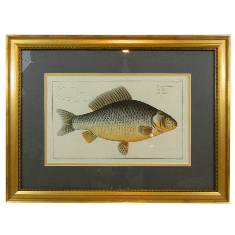 English Set of Three Zoological Copper Etchings Depicting Anatomy of Fish, 18th Century