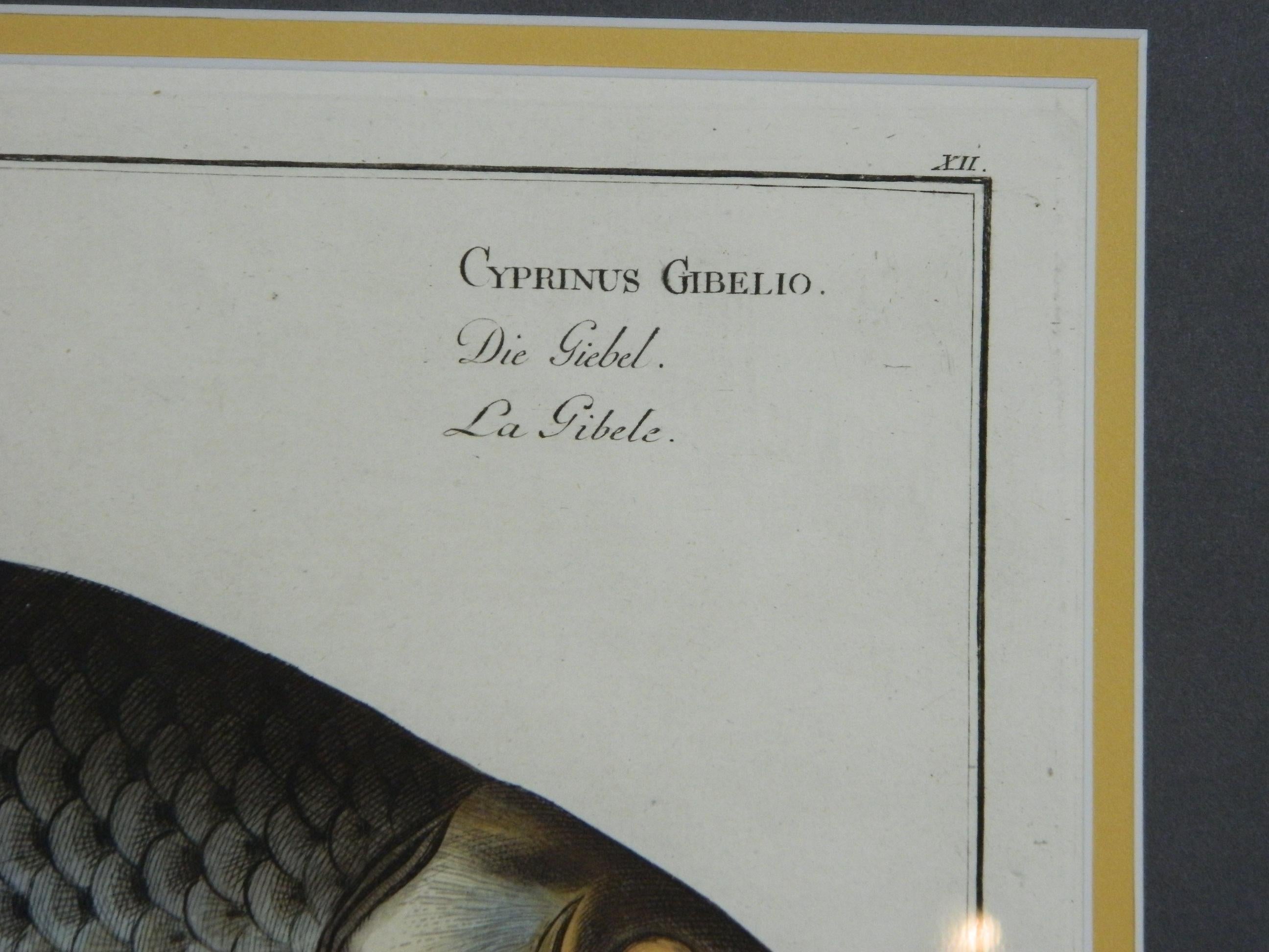 18th Century and Earlier Set of Three Zoological Copper Etchings Depicting Anatomy of Fish, 18th Century