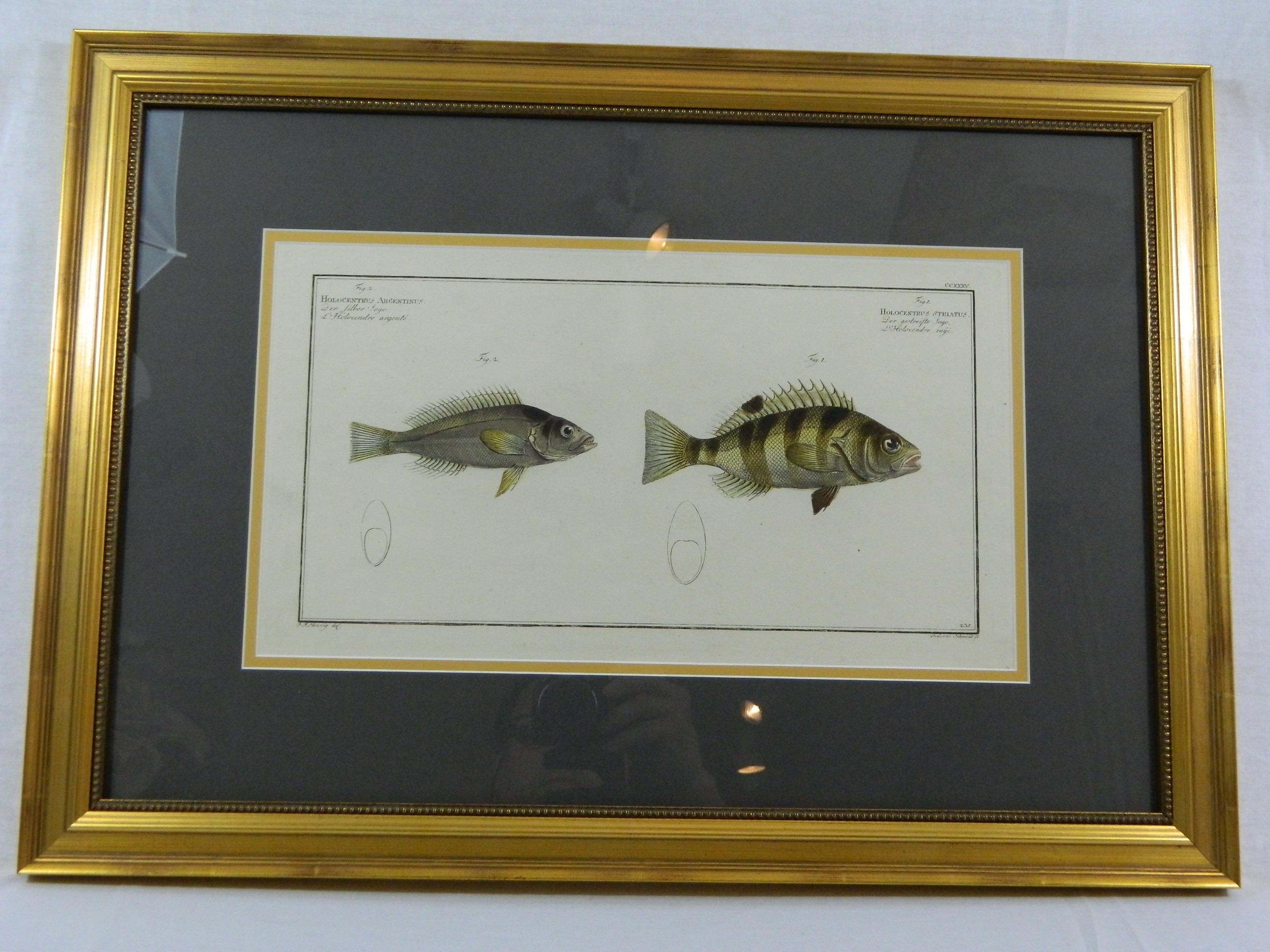 Set of Three Zoological Copper Etchings Depicting Anatomy of Fish, 18th Century 1
