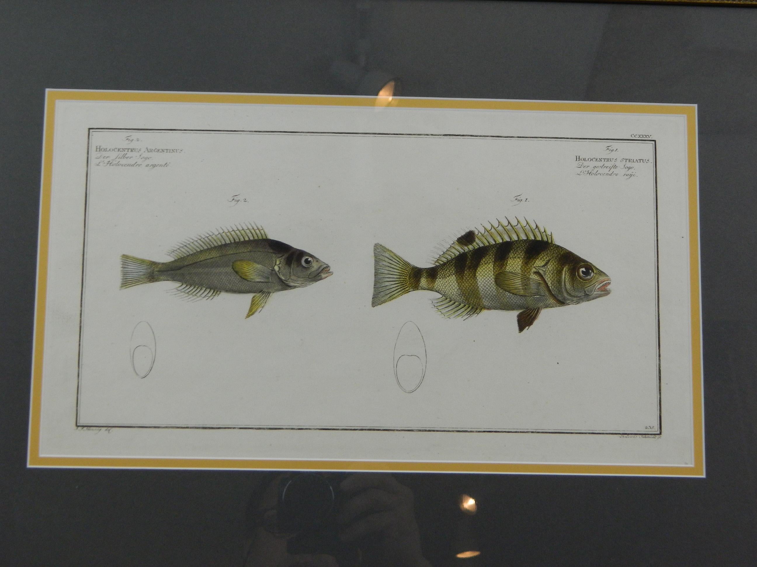 Set of Three Zoological Copper Etchings Depicting Anatomy of Fish, 18th Century 2