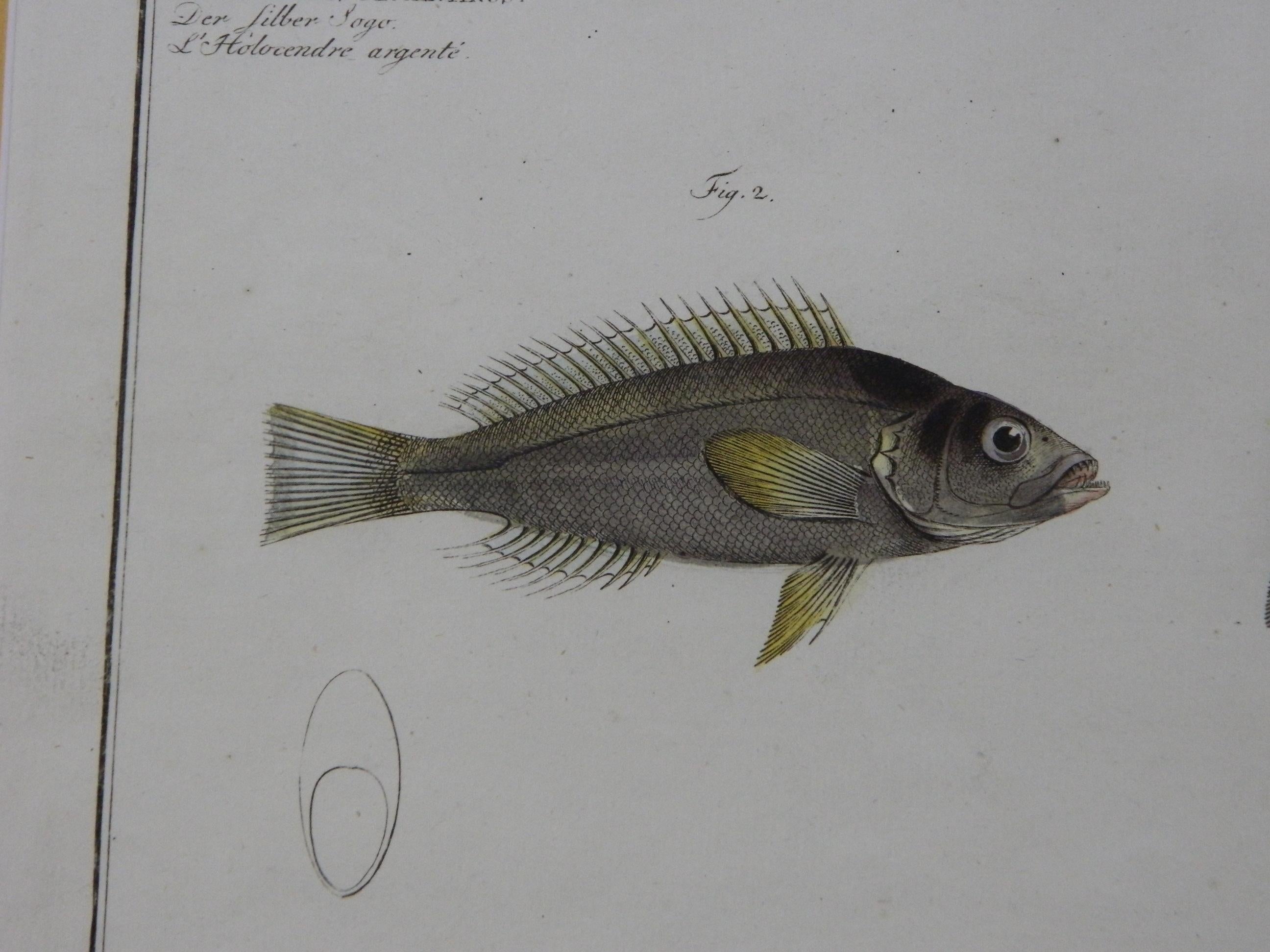 Set of Three Zoological Copper Etchings Depicting Anatomy of Fish, 18th Century 3