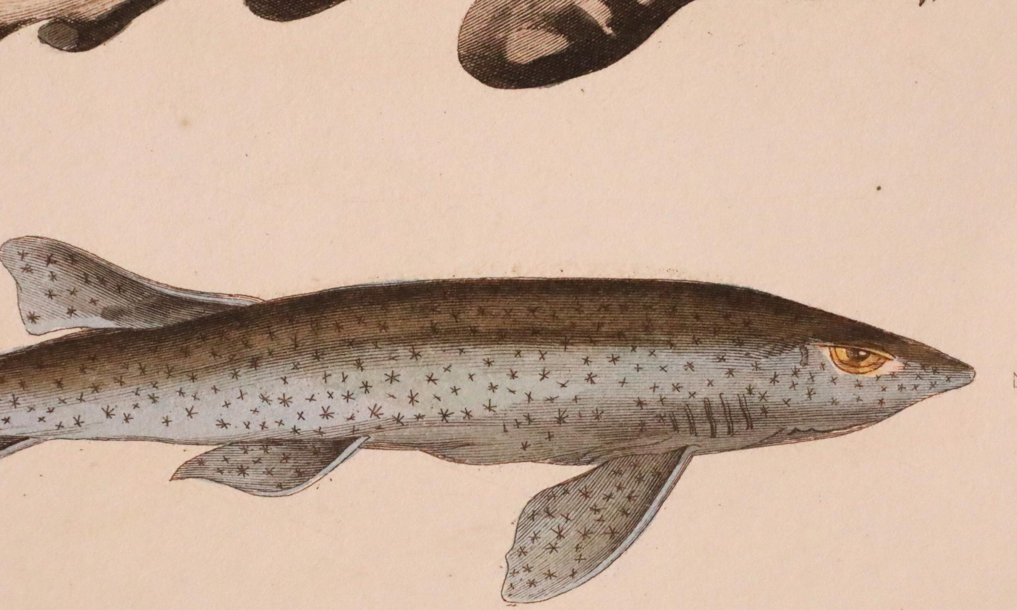 Satz von 3 original handkolorierten antiken Fischdrucken - Cuvier & Lacépède, 1836 im Angebot 3