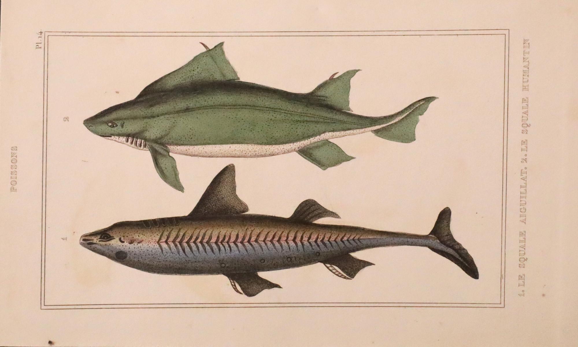 Satz von 3 original handkolorierten antiken Fischdrucken - Cuvier & Lacépède, 1836 im Angebot 4