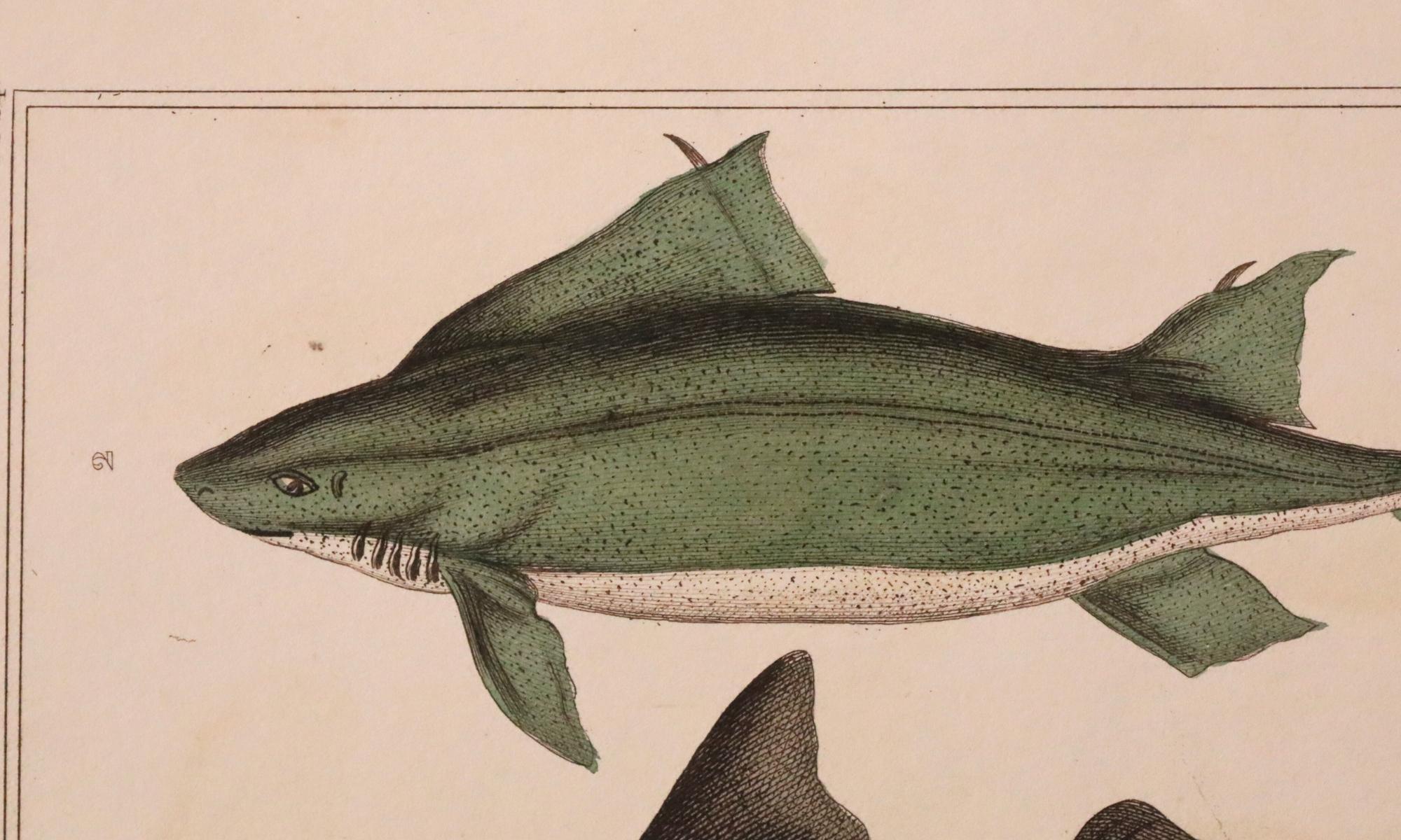 Satz von 3 original handkolorierten antiken Fischdrucken - Cuvier & Lacépède, 1836 im Angebot 5