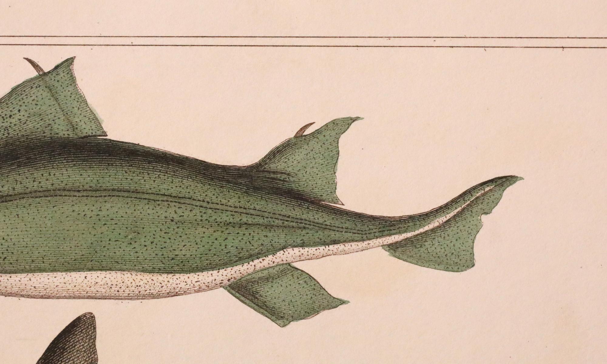 Satz von 3 original handkolorierten antiken Fischdrucken - Cuvier & Lacépède, 1836 im Angebot 6