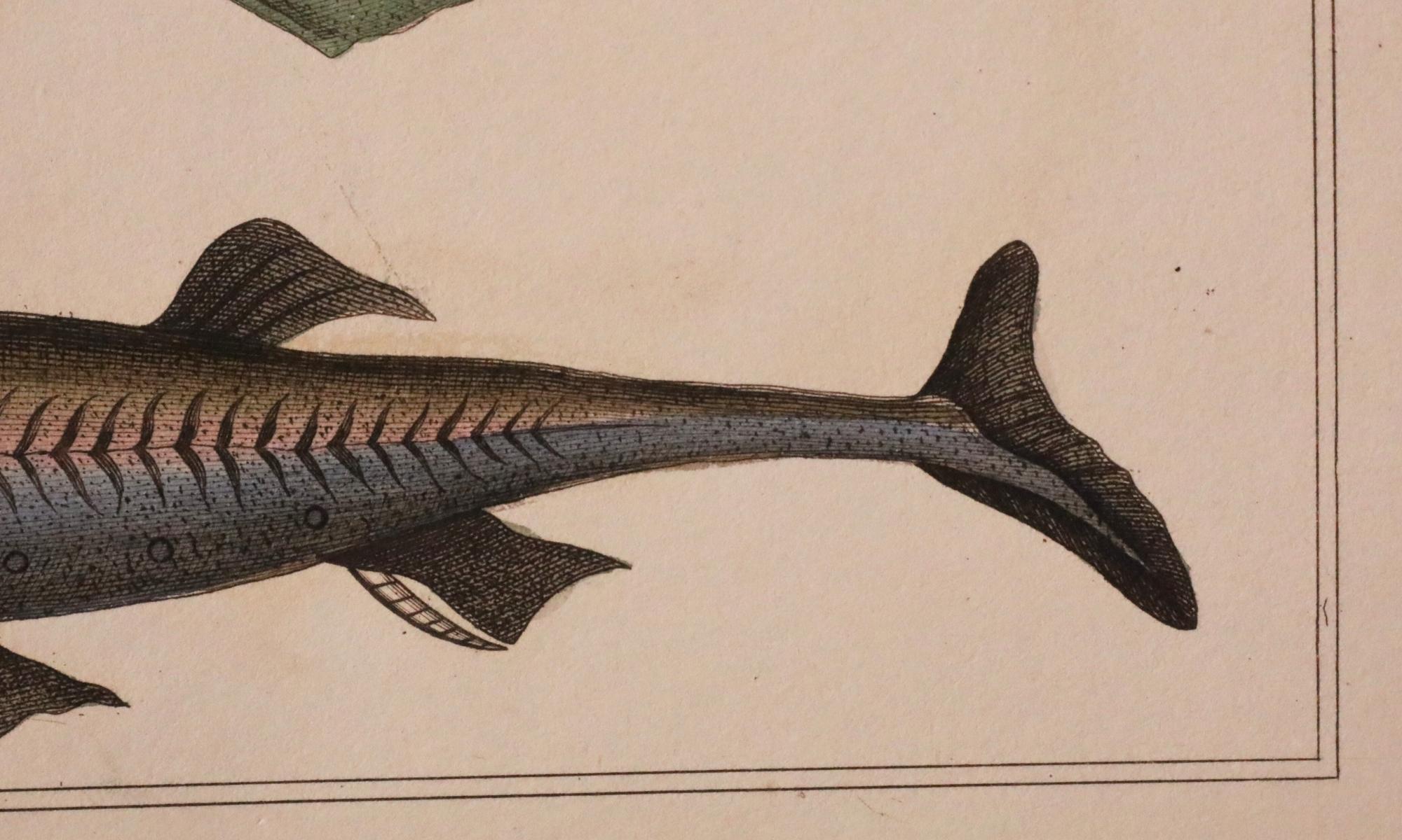Satz von 3 original handkolorierten antiken Fischdrucken - Cuvier & Lacépède, 1836 im Angebot 8