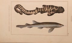 Set of 3 Original Hand-Colored Antique Fish Prints – Cuvier & Lacépède, 1836