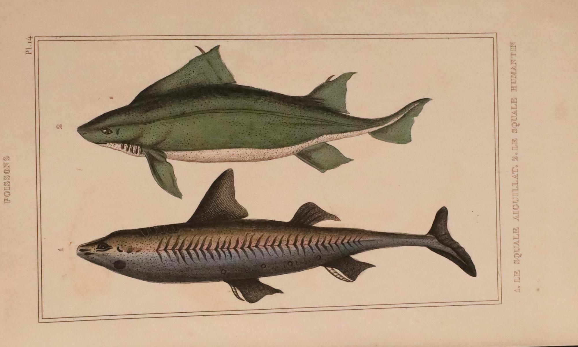 Satz von 3 original handkolorierten antiken Fischdrucken - Cuvier & Lacépède, 1836 (Französisch) im Angebot