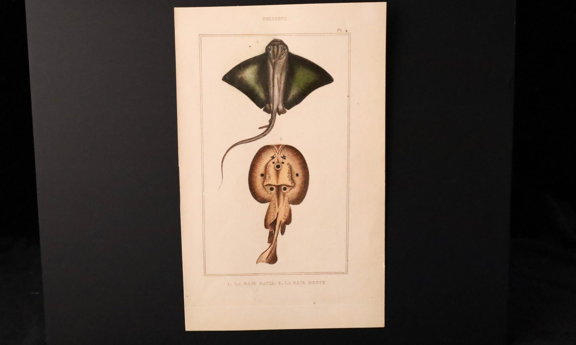 Satz von 3 original handkolorierten antiken Fischdrucken - Cuvier & Lacépède, 1836 (Handbemalt) im Angebot