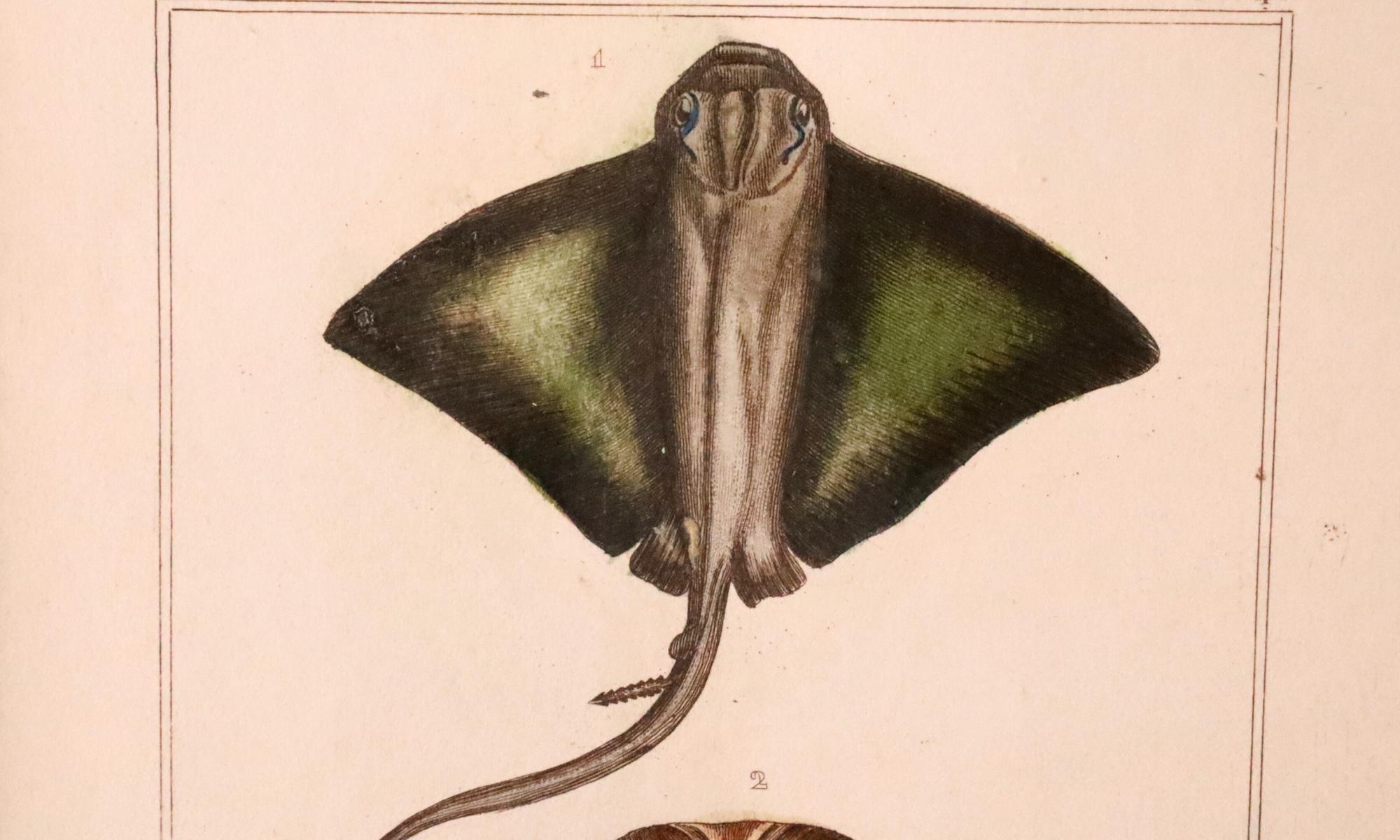 Satz von 3 original handkolorierten antiken Fischdrucken - Cuvier & Lacépède, 1836 im Zustand „Gut“ im Angebot in Fukuoka, JP