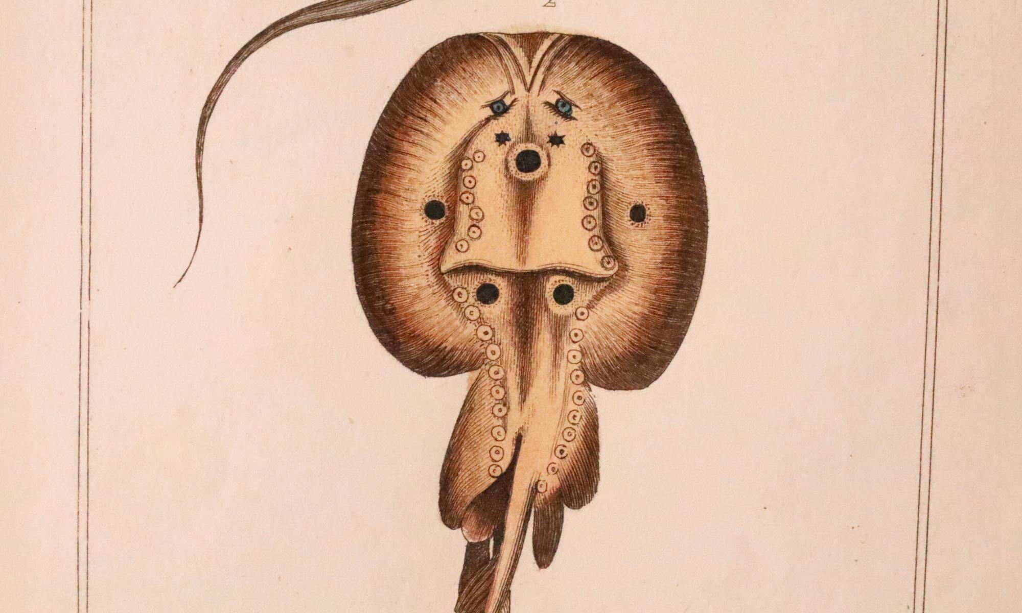 Satz von 3 original handkolorierten antiken Fischdrucken - Cuvier & Lacépède, 1836 (19. Jahrhundert) im Angebot