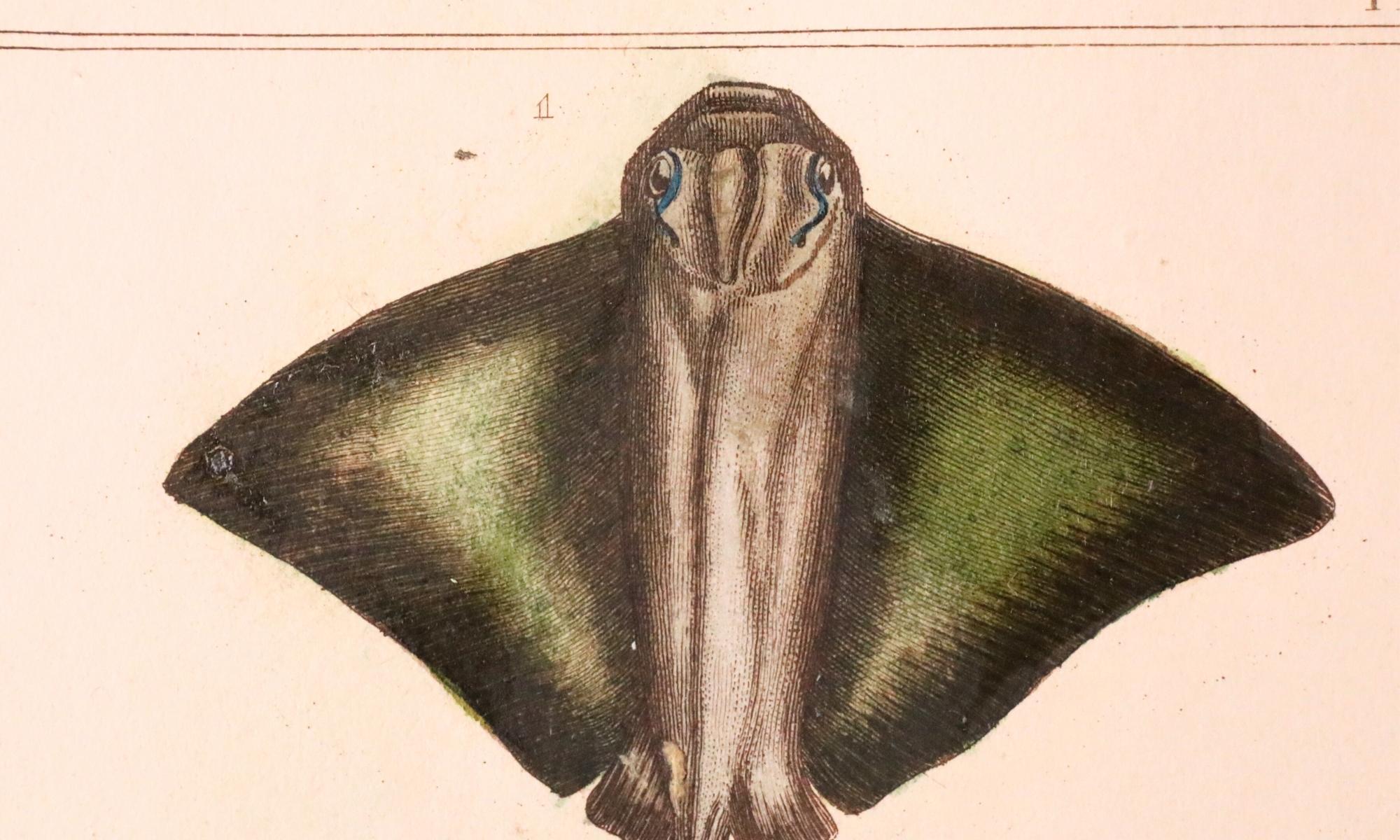 Satz von 3 original handkolorierten antiken Fischdrucken - Cuvier & Lacépède, 1836 (Papier) im Angebot