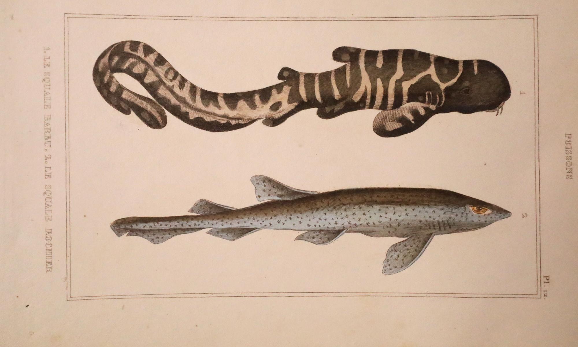 Satz von 3 original handkolorierten antiken Fischdrucken - Cuvier & Lacépède, 1836 im Angebot 1