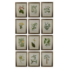 Set of Twelve 18th Century Botanical Engravings by Johann Weinmann