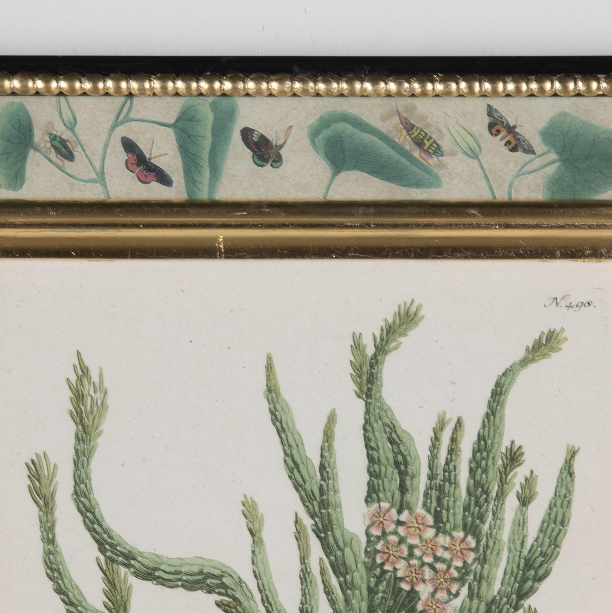Set of twelve 18th century botanical engravings by Weinmann. 

These beautiful engravings depict a variety of species including, Acer, Amarathus, Geranium and Wild Garlic.
They come from Johann Wilhelm Weinmann's seminal work, the Phytanthoza