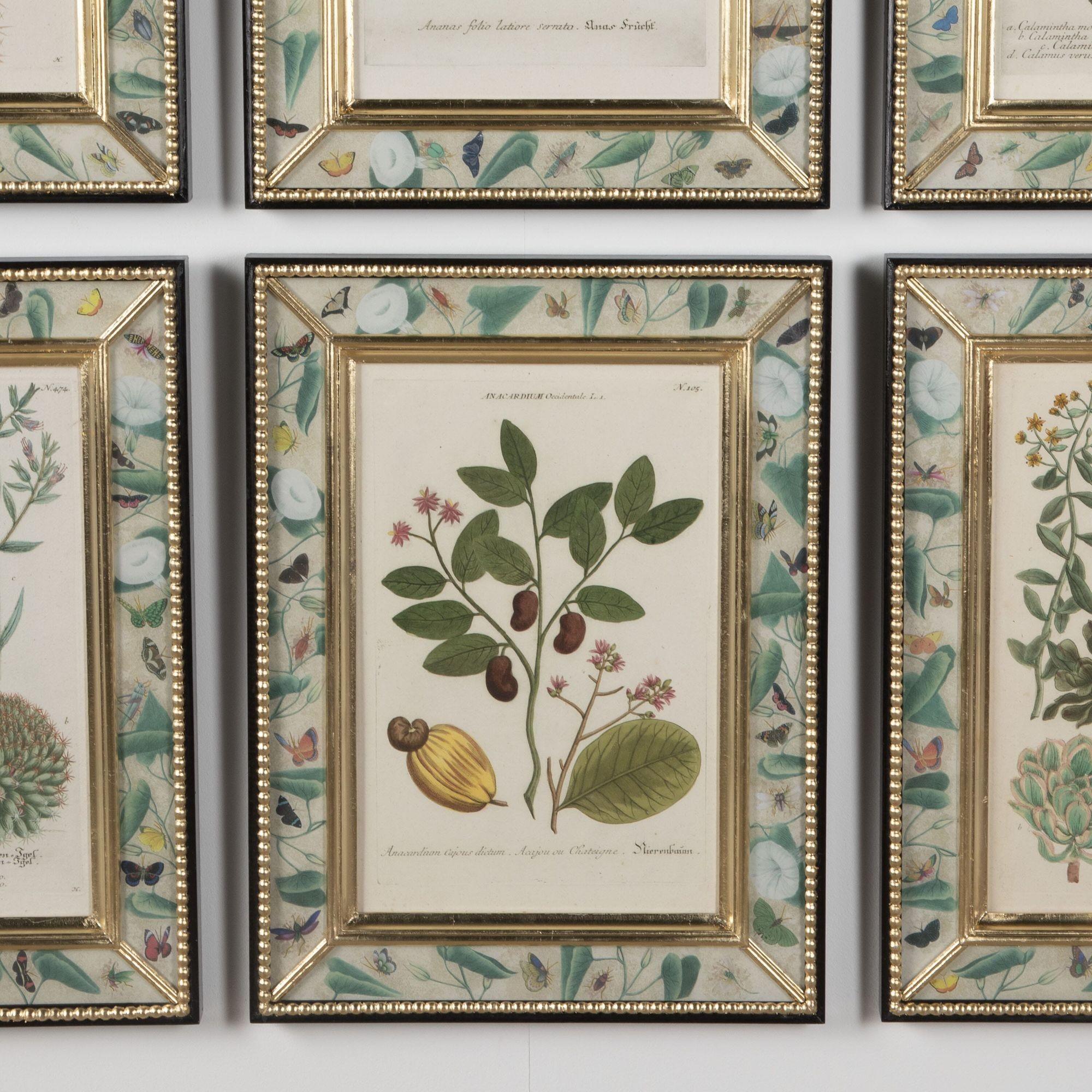German Set of Twelve 18th Century Botanical Engravings