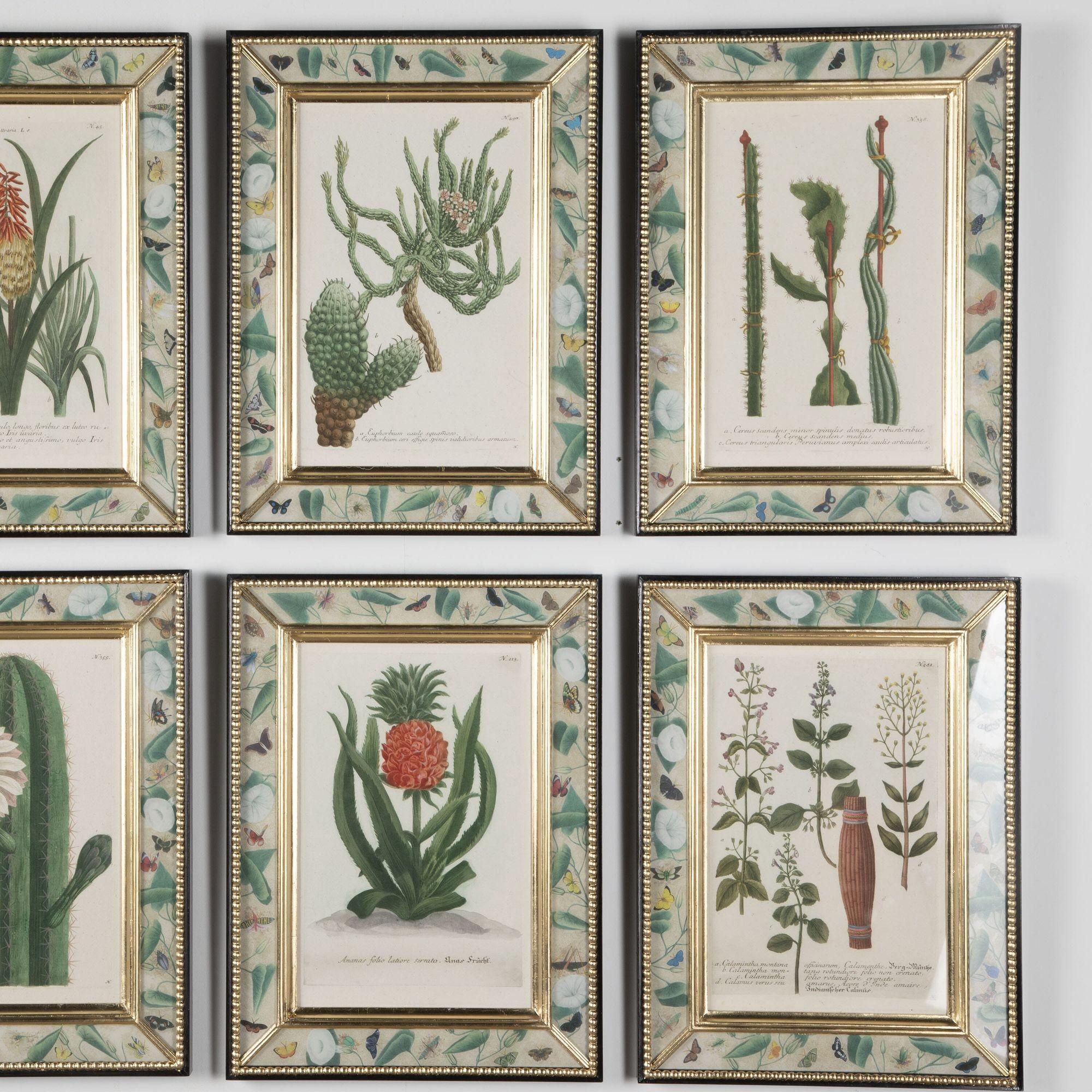 Set of Twelve 18th Century Botanical Engravings In Good Condition In Gloucestershire, GB