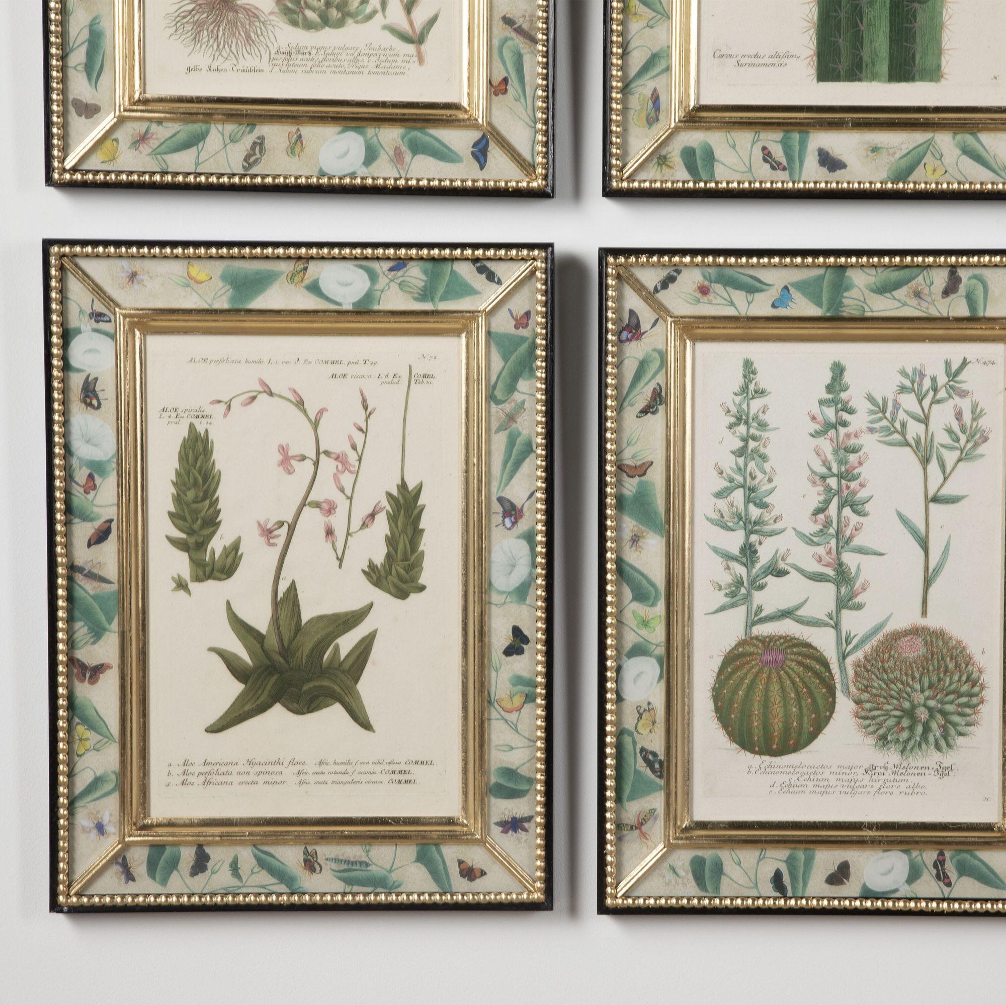 Paper Set of Twelve 18th Century Botanical Engravings