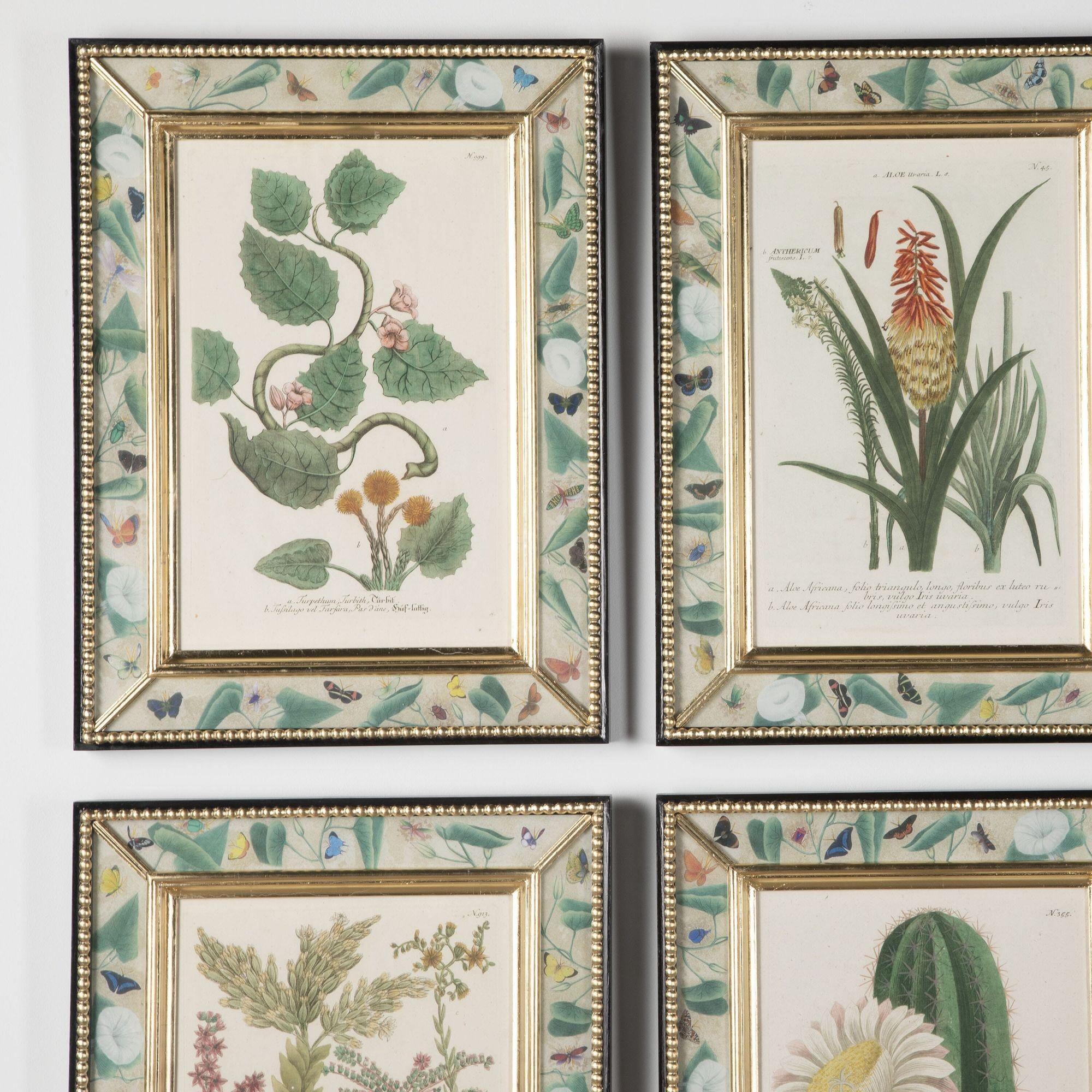 Set of Twelve 18th Century Botanical Engravings 1