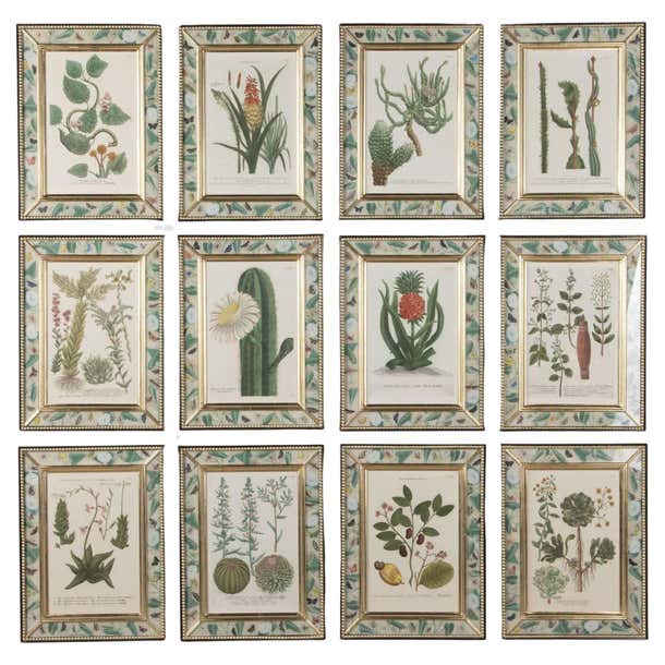 Botanical Engravings Spring Set of Twelve 18th Century Botanical Engravings at 1stDibs
