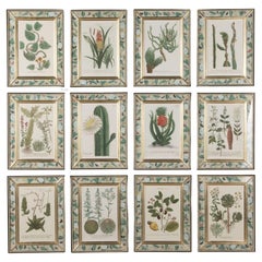 Set von zwölf botanischen Gravuren aus dem 18. Jahrhundert