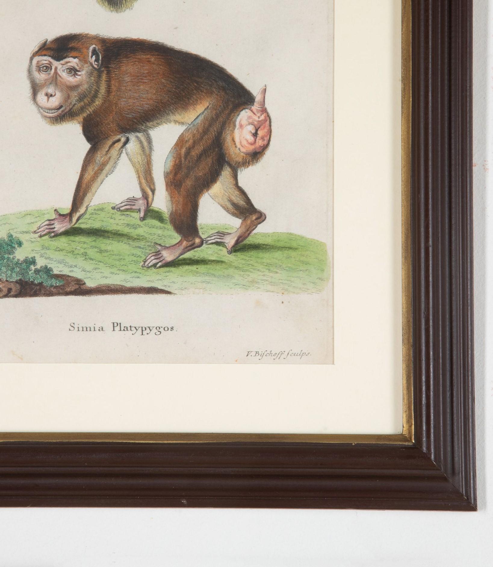 Set of Twelve 18th Century Zoological Engravings For Sale 2