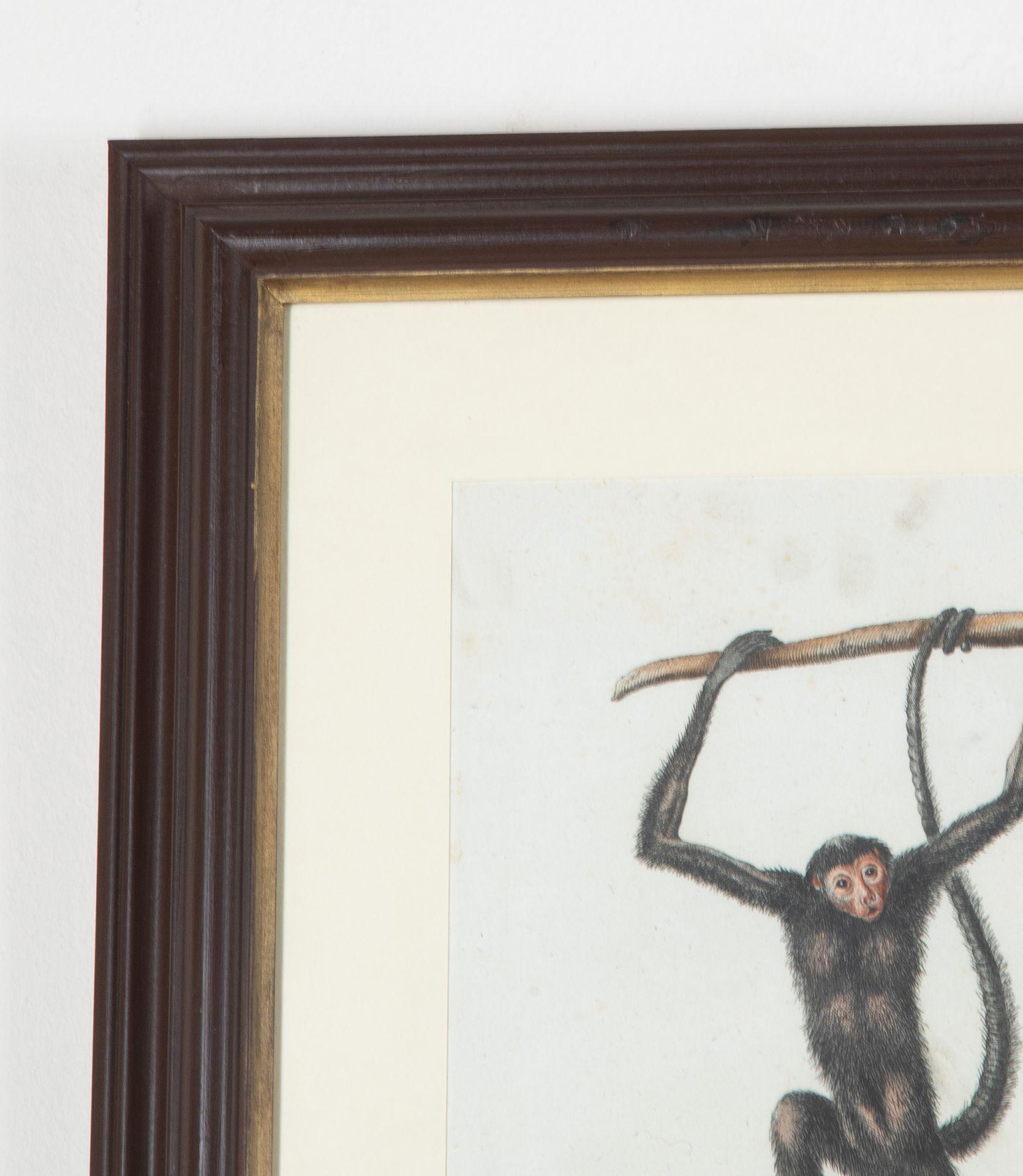 Set of Twelve 18th Century Zoological Engravings For Sale 3