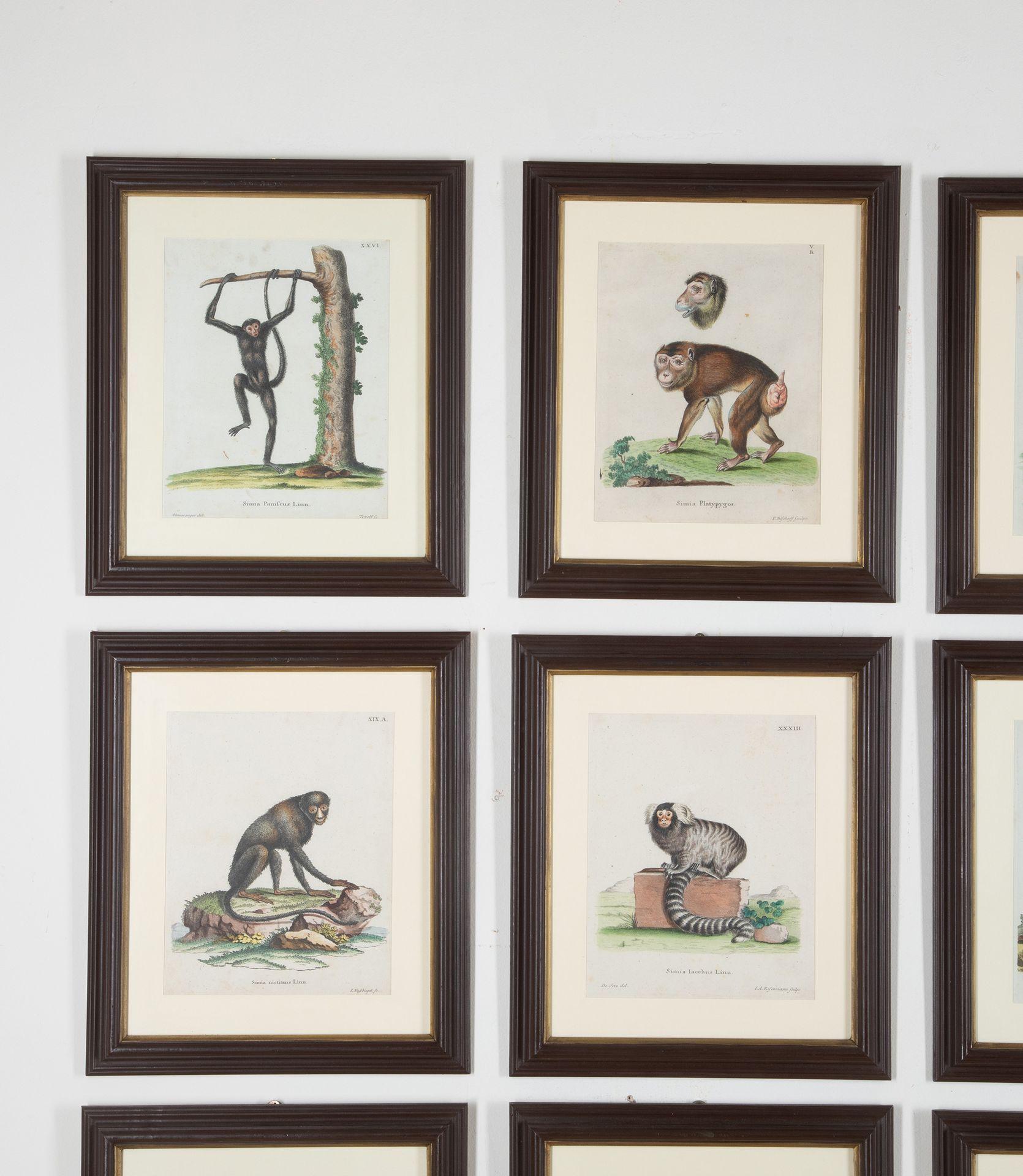 A rare 18th Century set of 12 handcoloured copperplate engravings of Zoological studies, featuring primates of varying species. Each colourfully executed with a naive charm, and Latin names underneath. Mounted in painted moulded wood frames. After