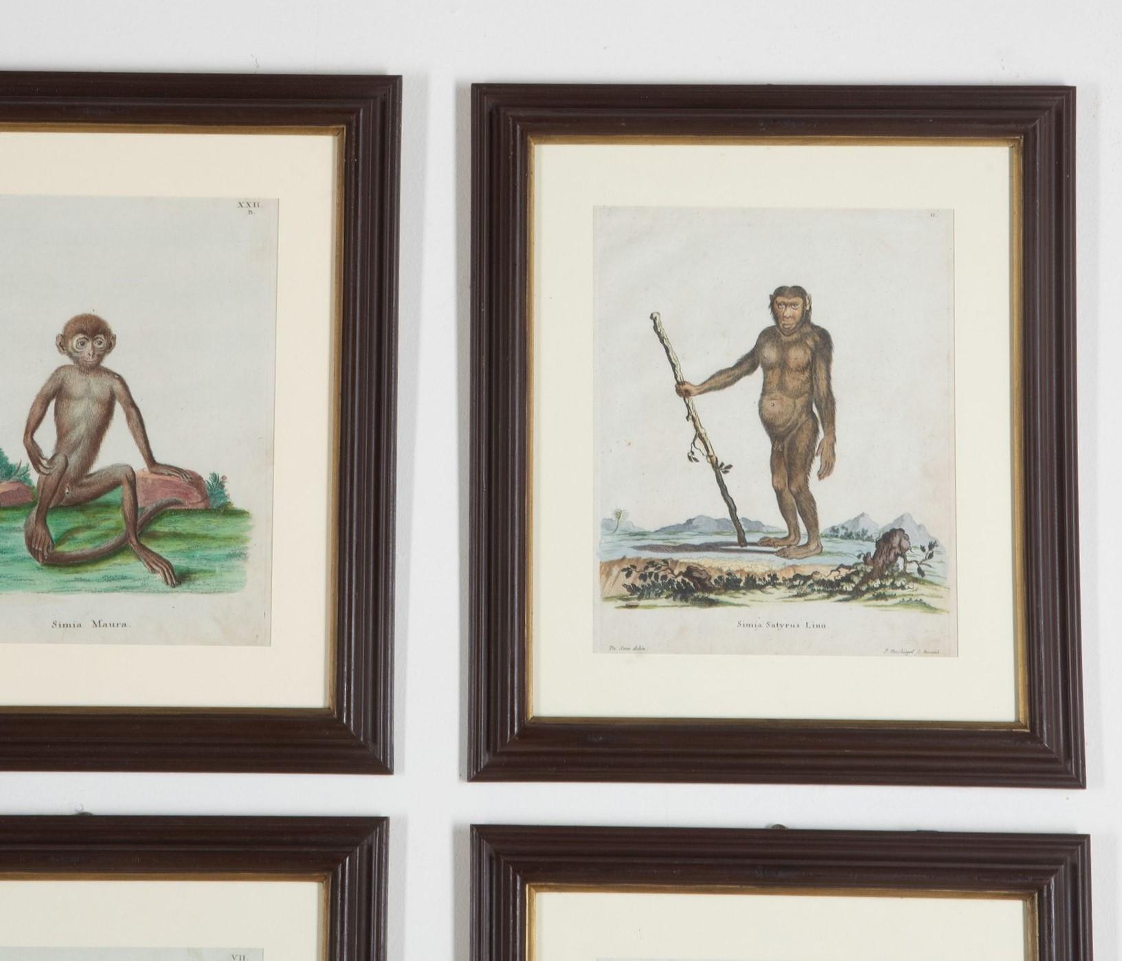 German Set of Twelve 18th Century Zoological Engravings For Sale