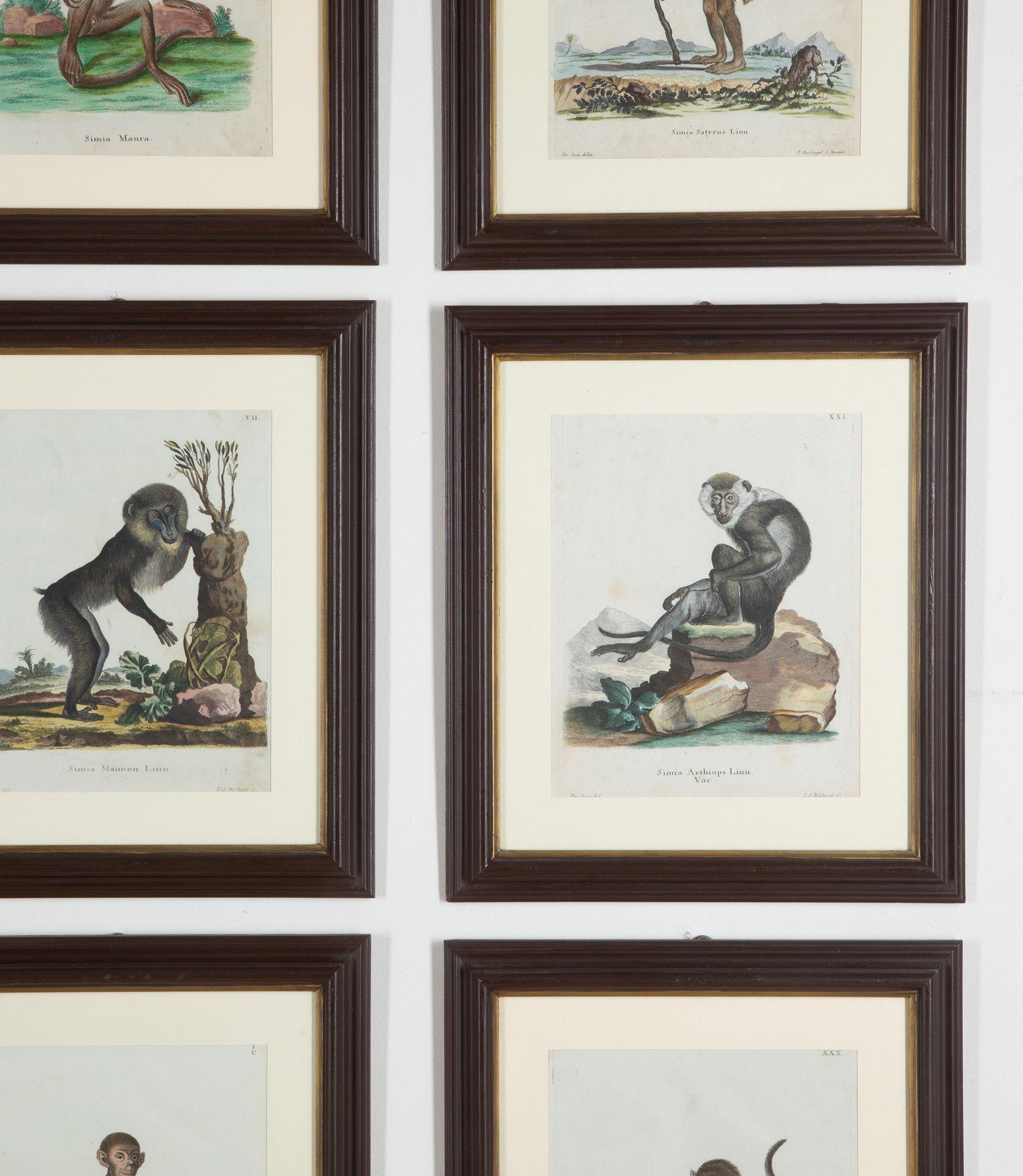 Painted Set of Twelve 18th Century Zoological Engravings For Sale