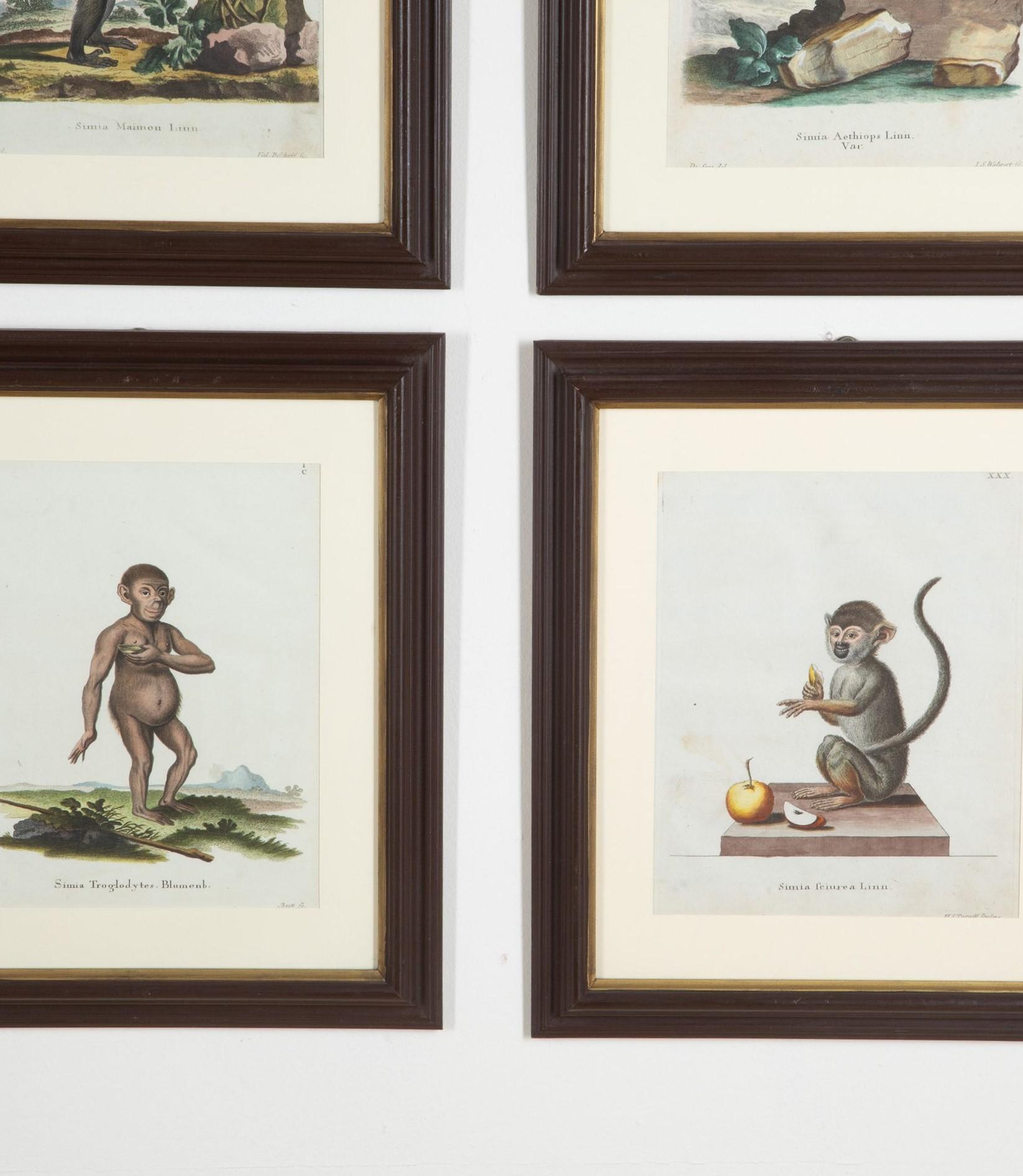 Set of Twelve 18th Century Zoological Engravings In Good Condition For Sale In Shipston-On-Stour, GB