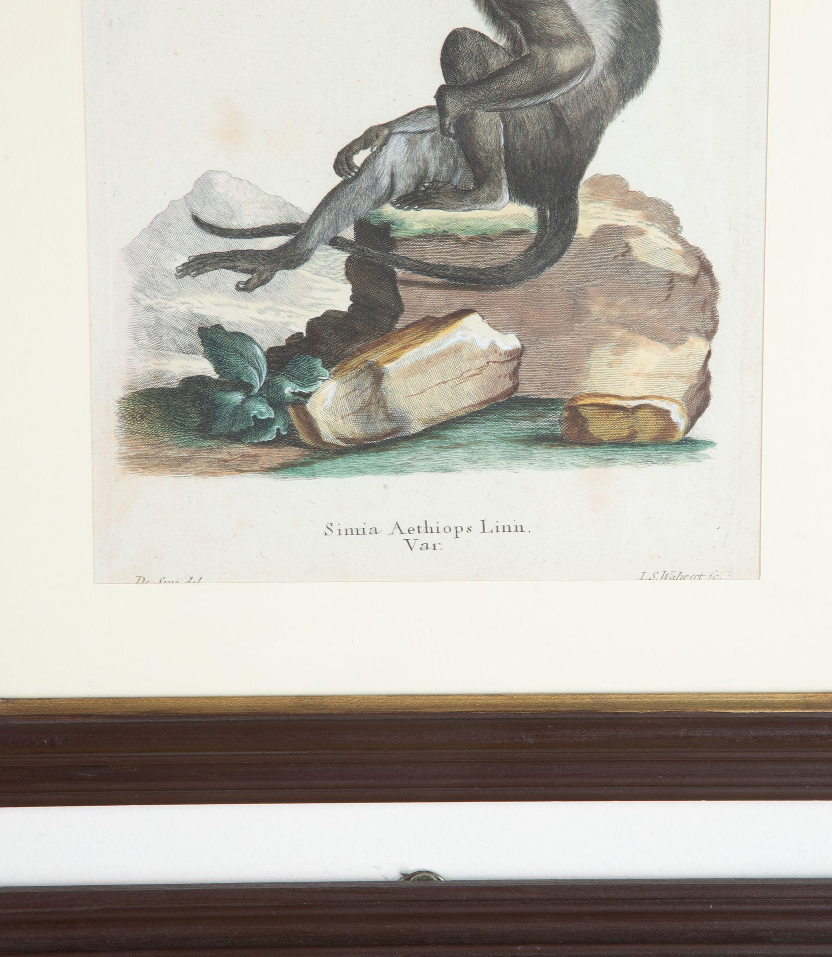 Late 18th Century Set of Twelve 18th Century Zoological Engravings For Sale