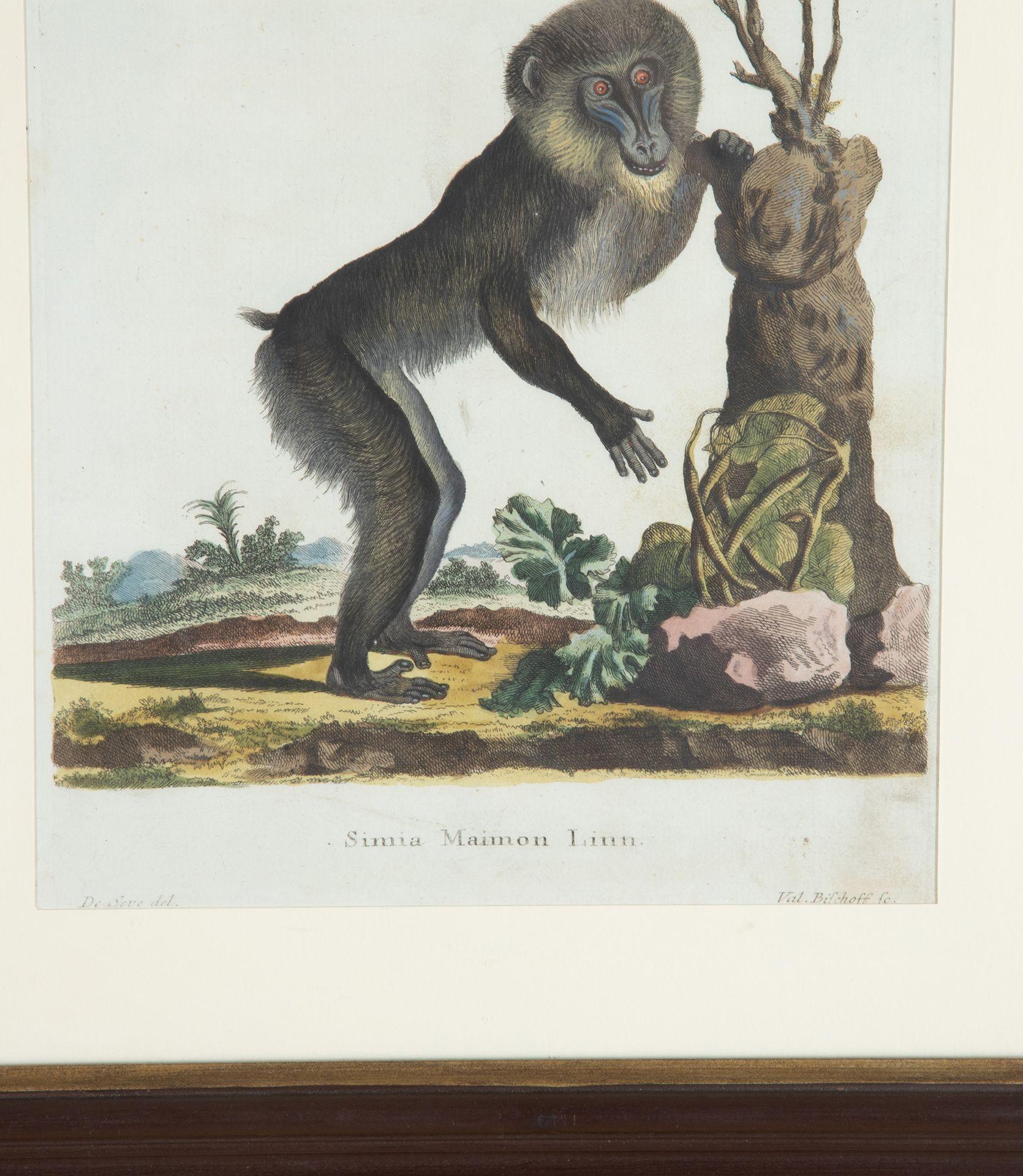 Glass Set of Twelve 18th Century Zoological Engravings For Sale
