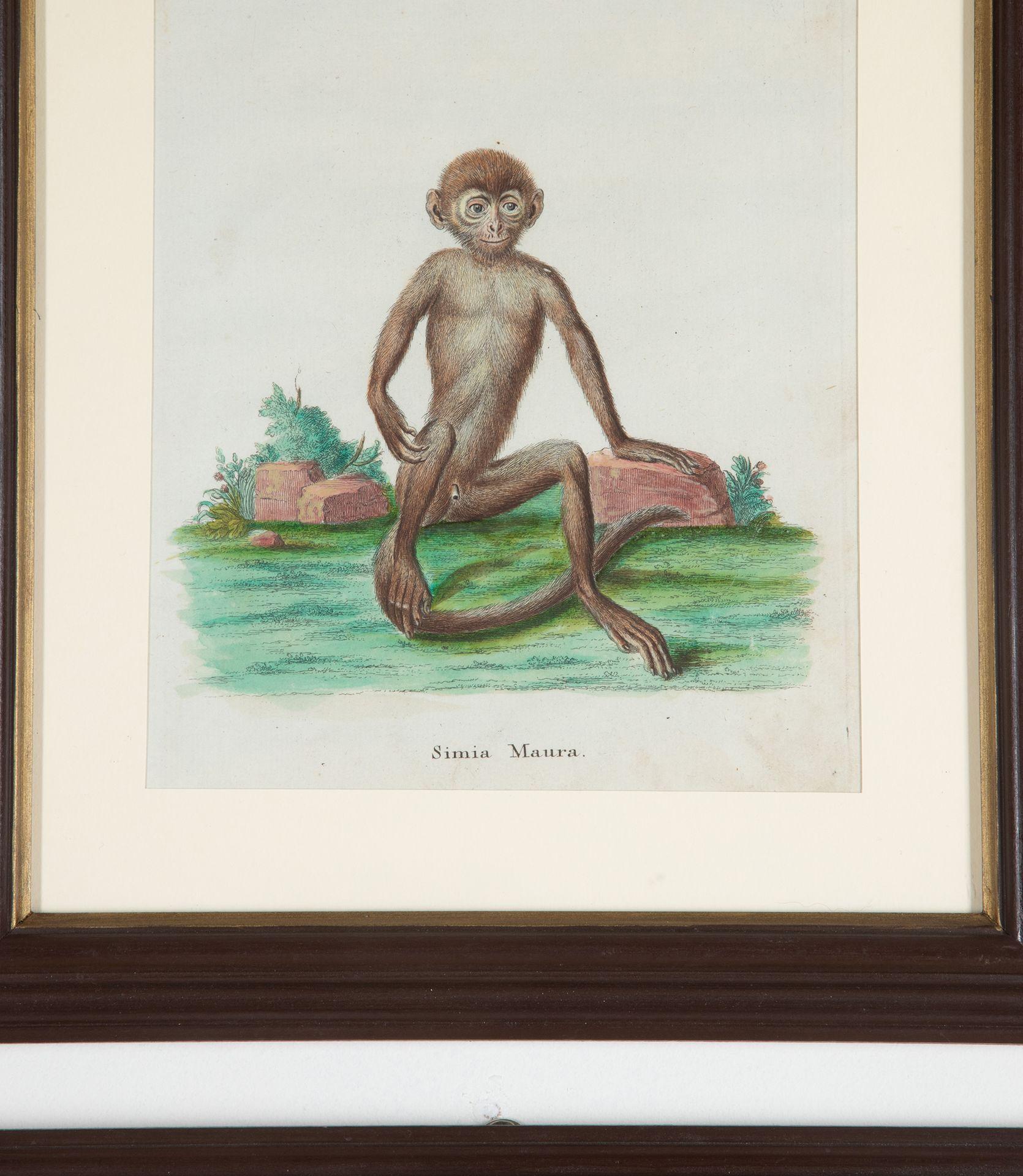 Set of Twelve 18th Century Zoological Engravings For Sale 1