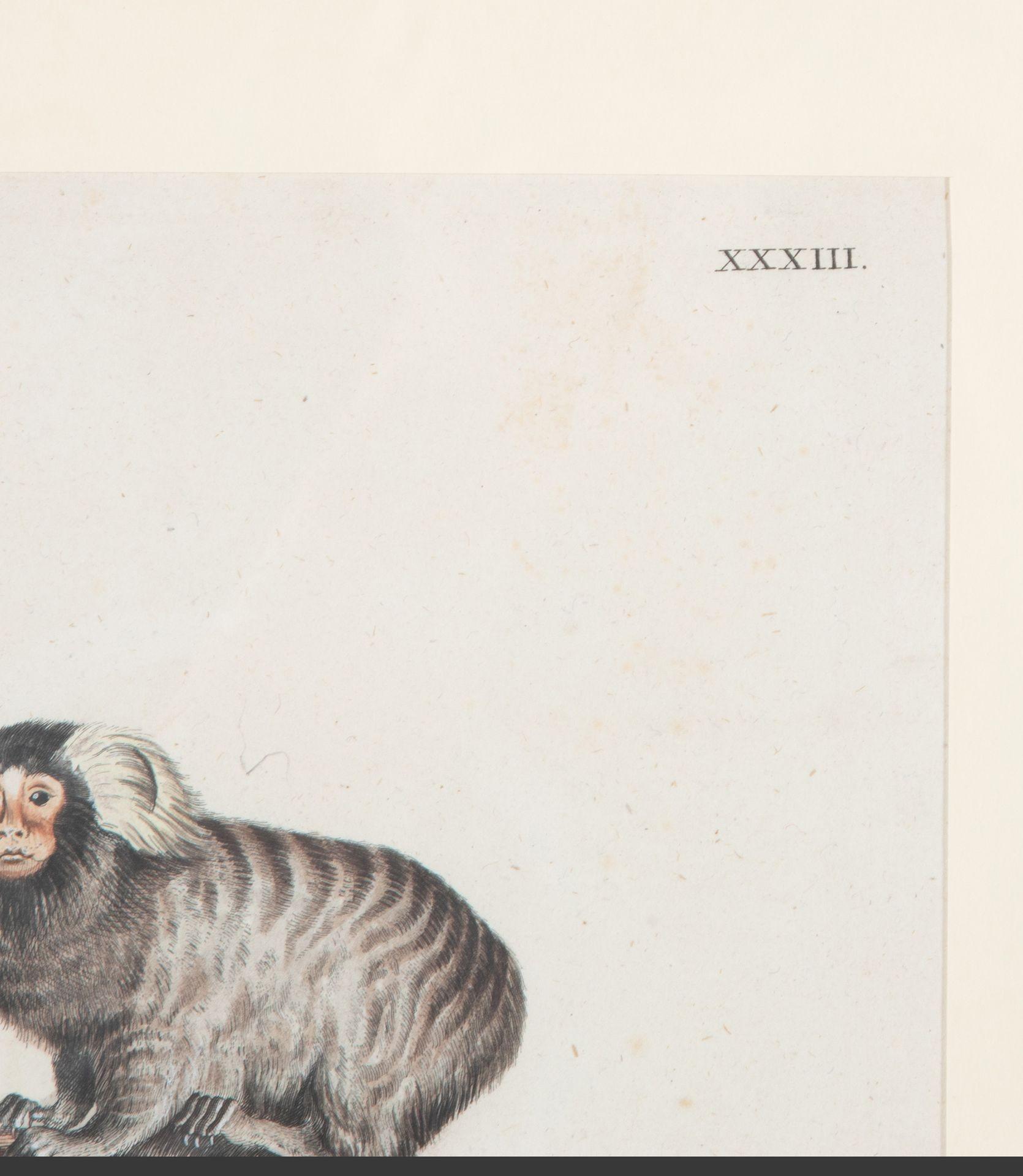 Set di dodici incisioni zoologiche del XVIII secolo in vendita 4