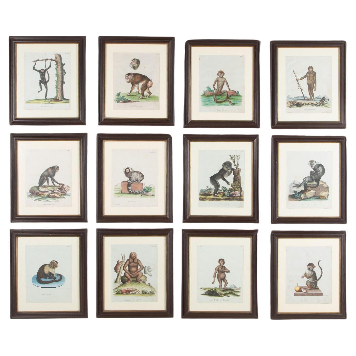 Conjunto de doce grabados zoológicos del siglo XVIII
