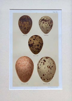 Set of Twelve 19th Century Chromolithographs of Eggs